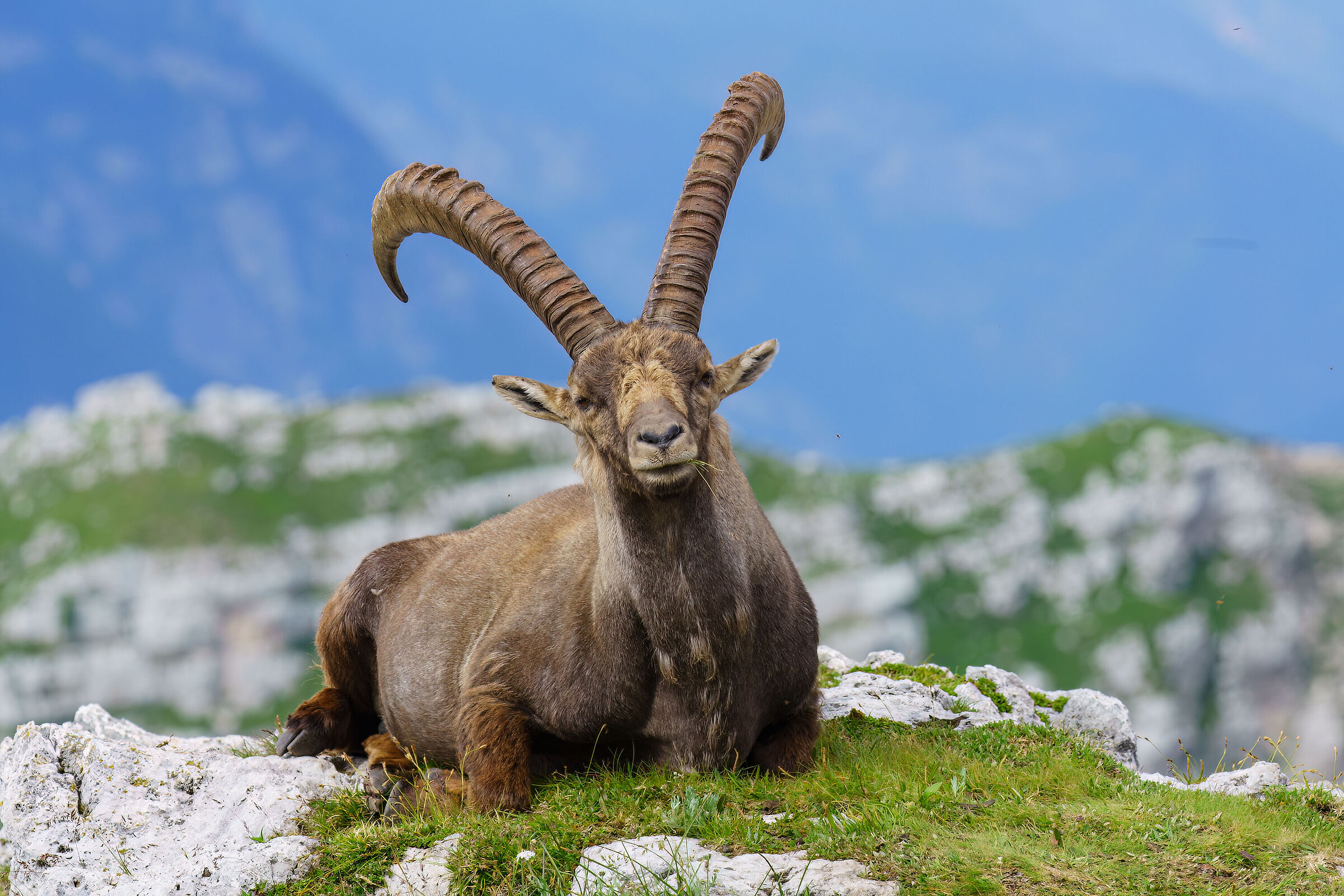 Adult ibex