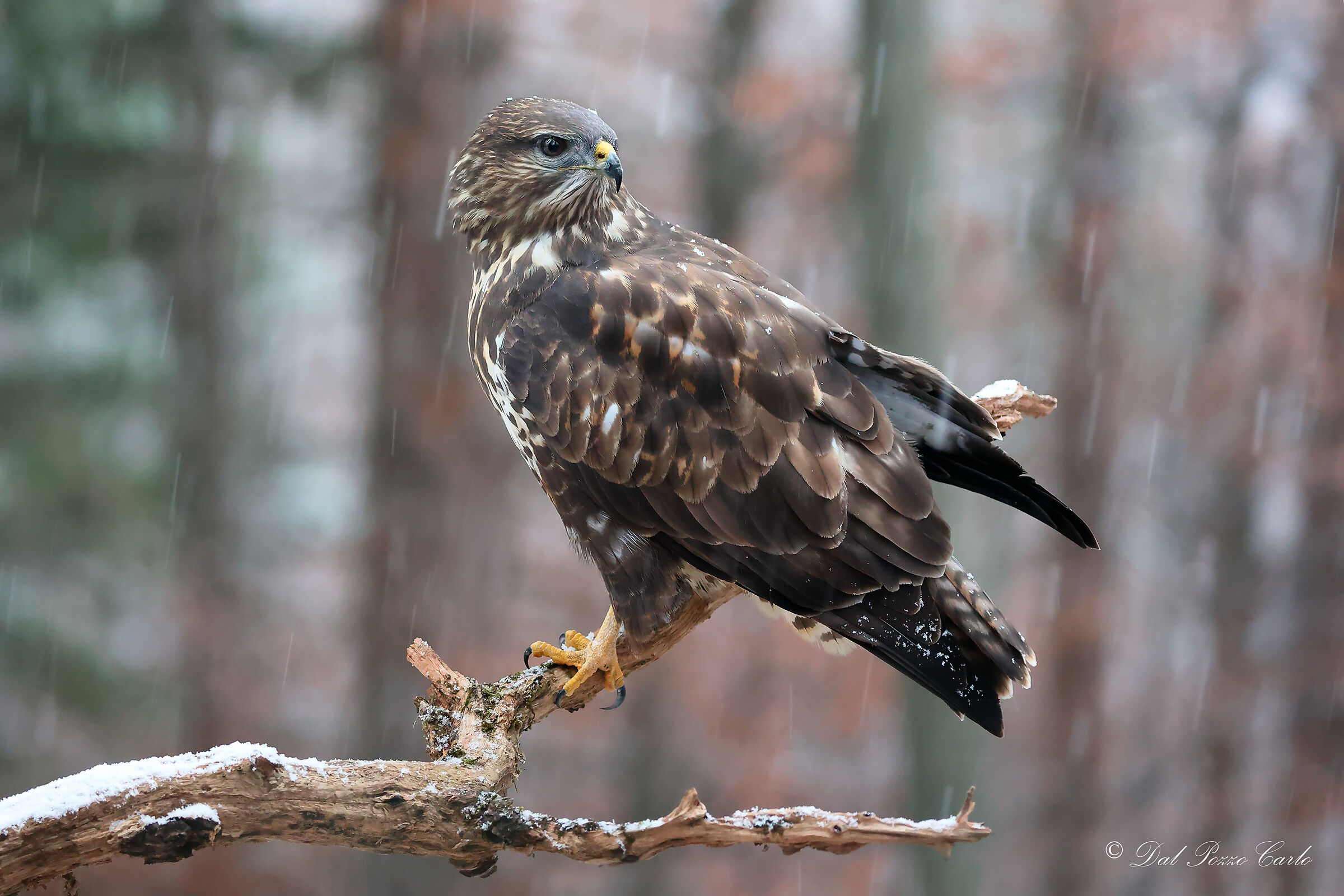Buzzard under the snow