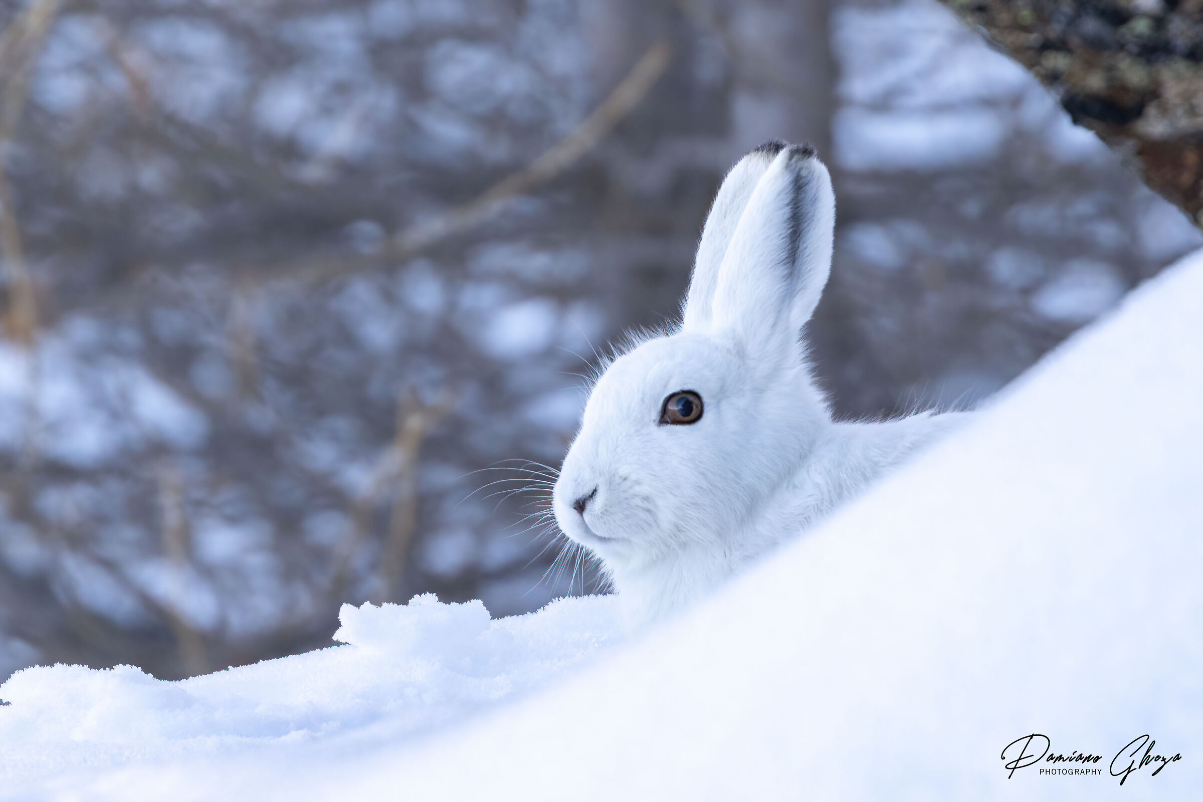 Variable hare