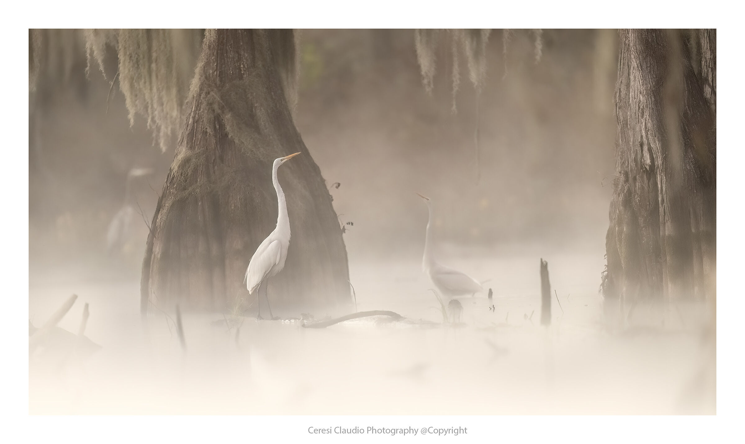 Courtship in the morning mist