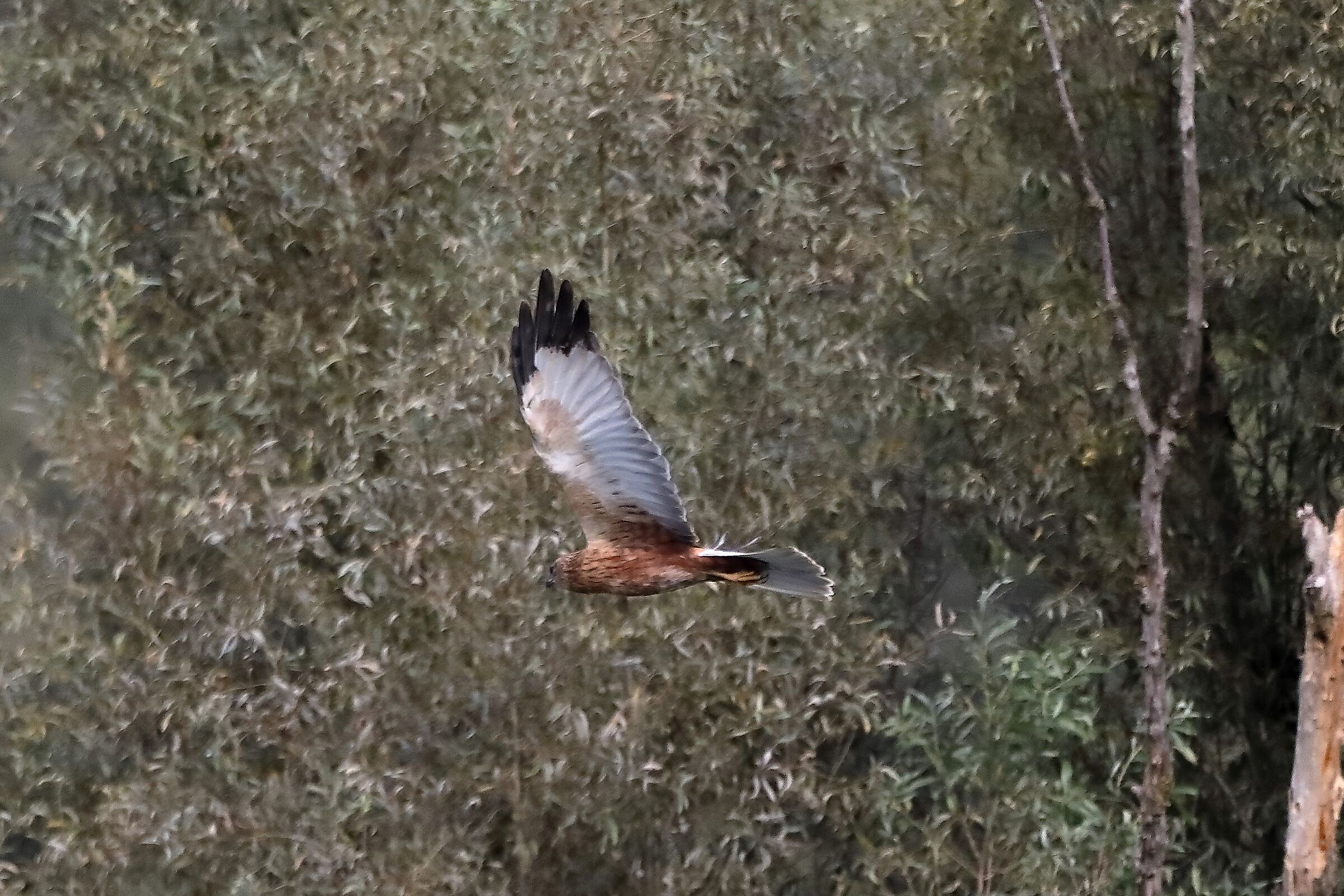 Falco di palude 12-10-2022