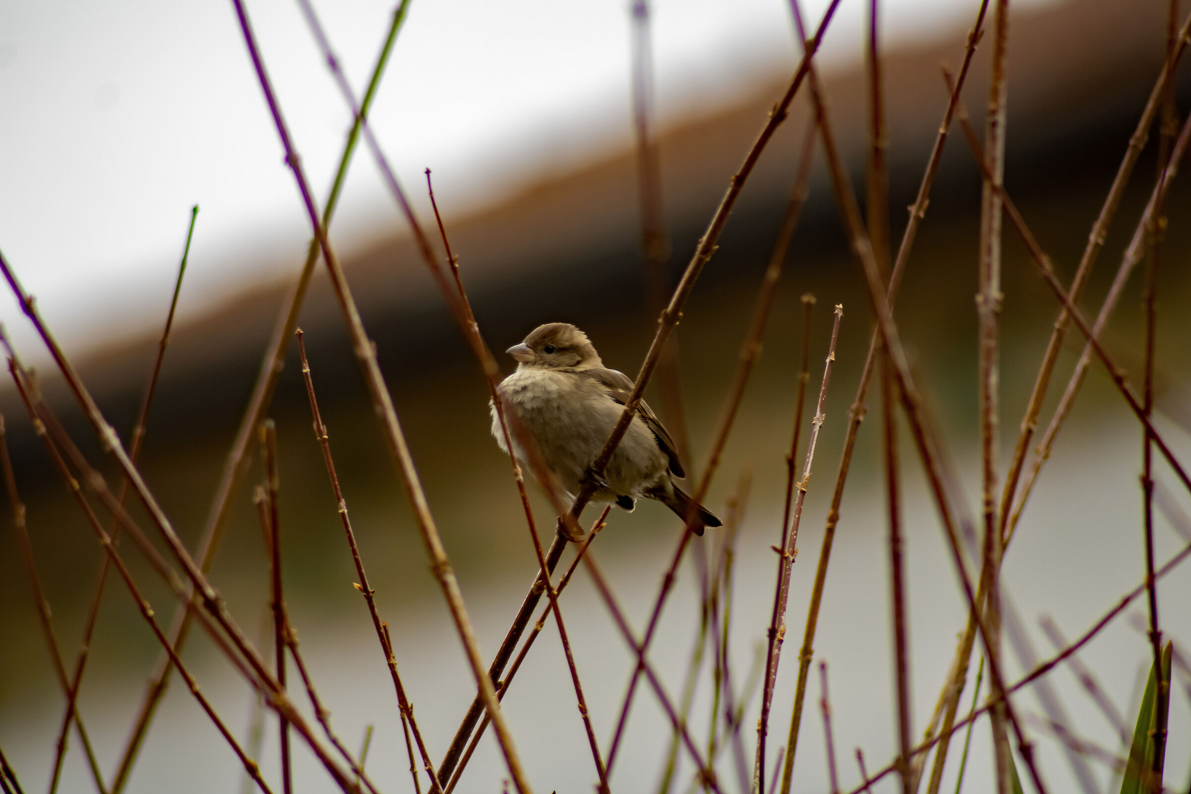 Sparrow on branch