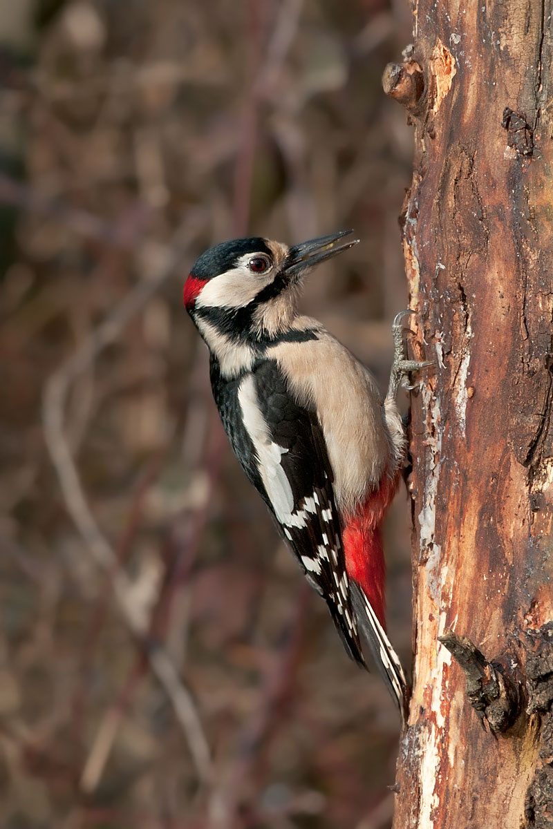 Picchio rosso maggiore