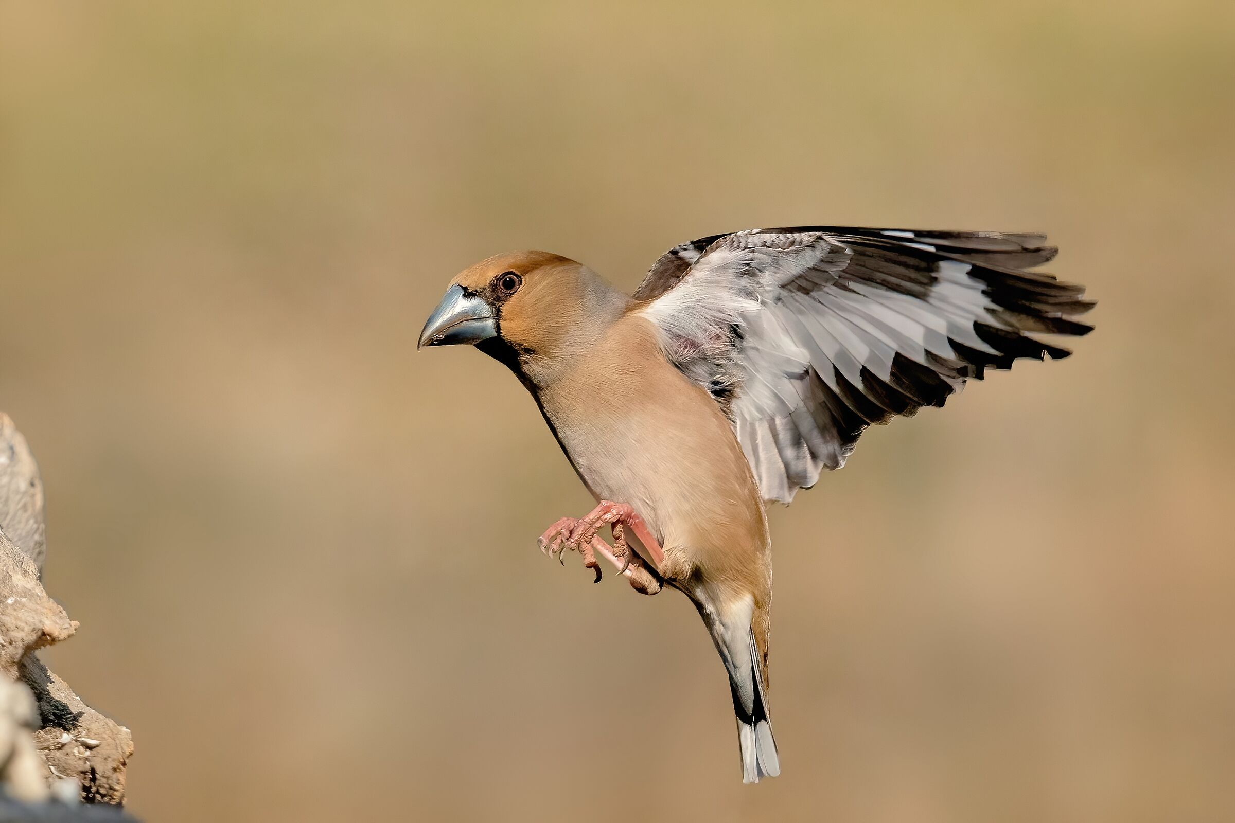 Hawfinch (Coccothraustes coccothraustes)