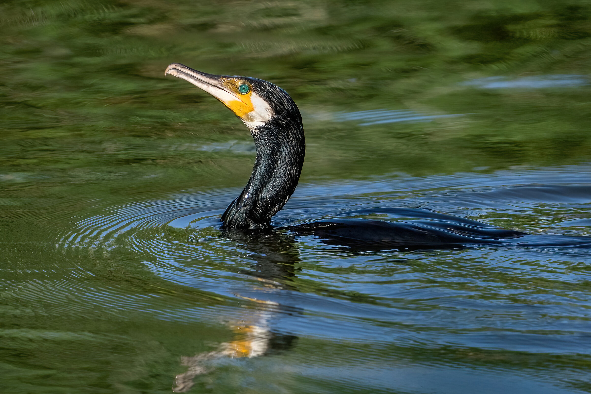 Cormorano (Phalacrocorax carbo)