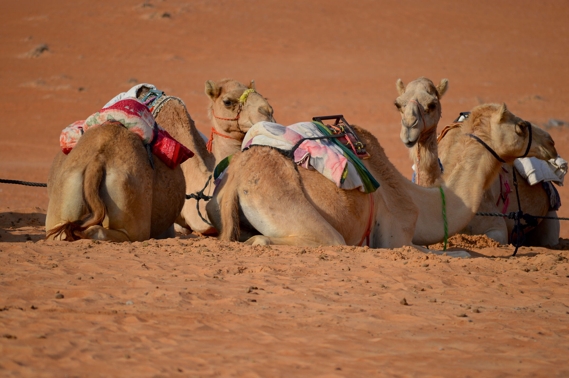 Desert ships at the.... still.