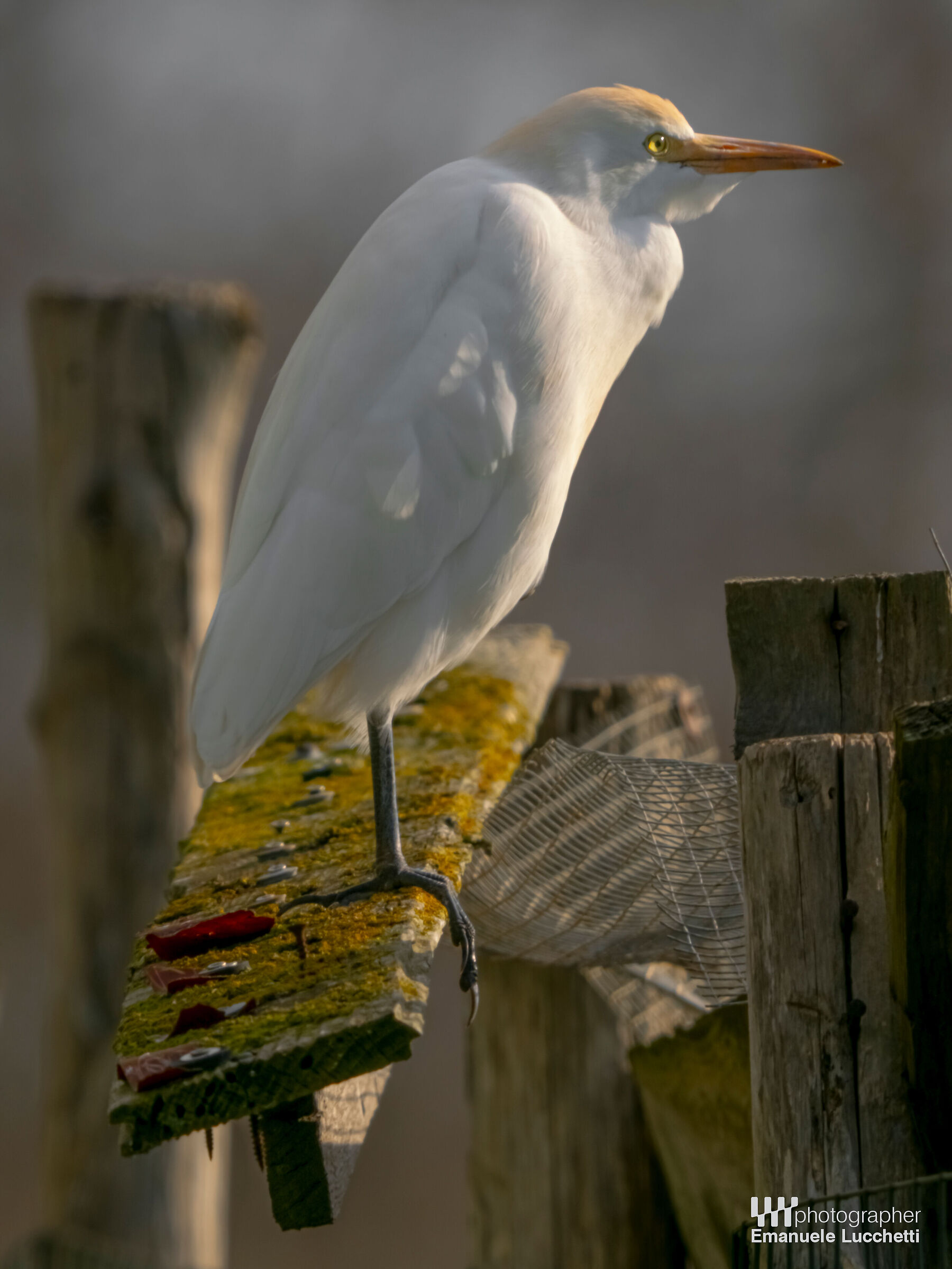 Cattle egret