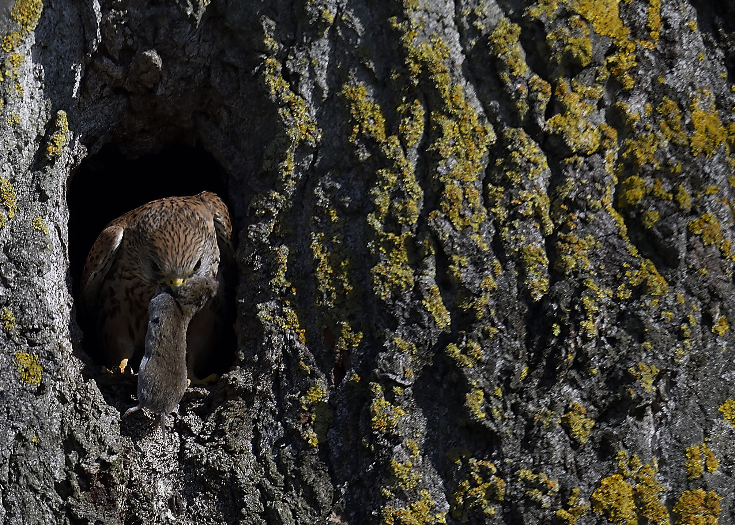 Kestrel...