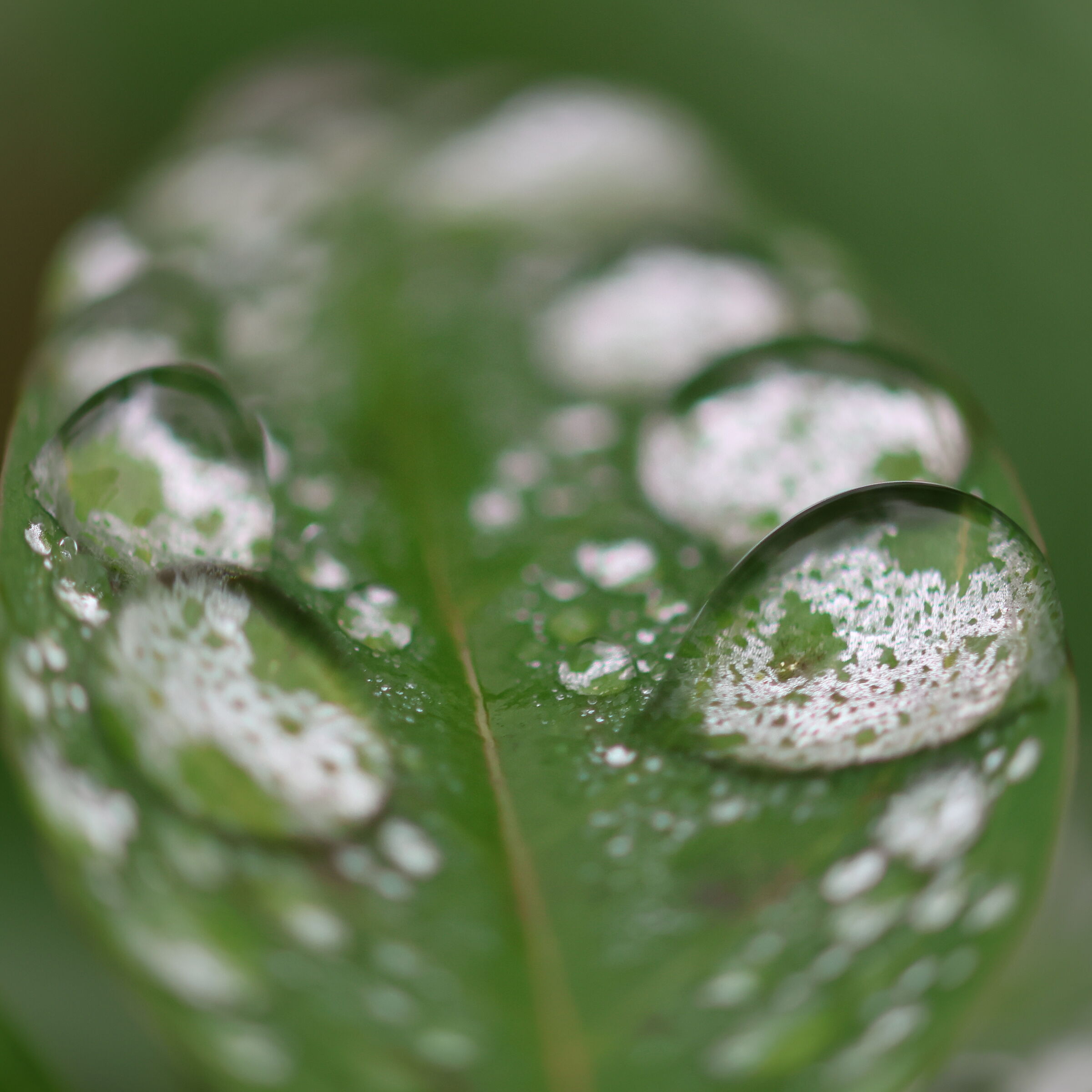 Acqua