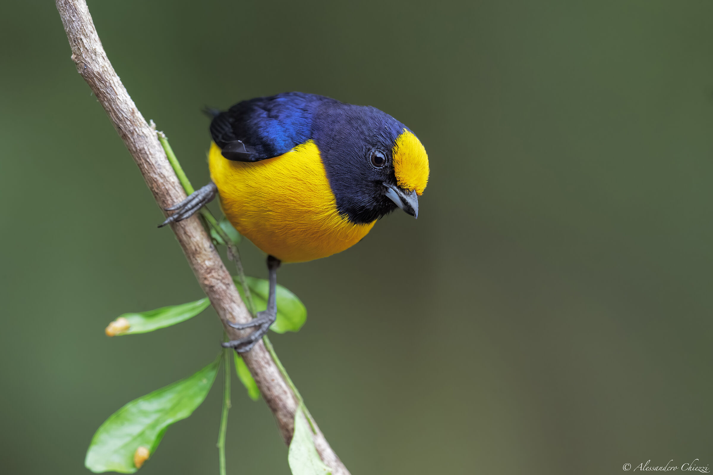 Euphonia beccoforte
