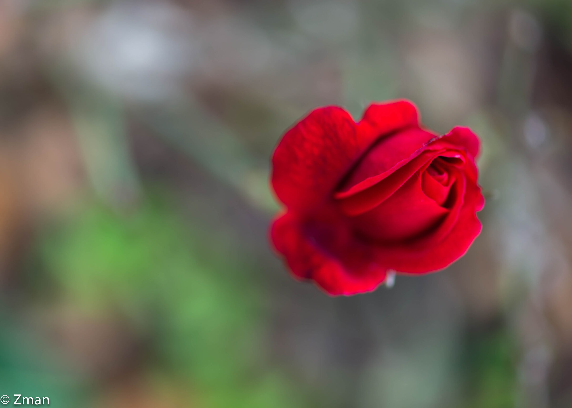 Rosa Rossa Reale