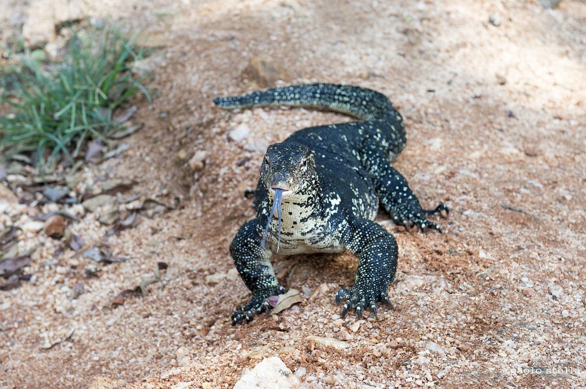 water monitor lizard