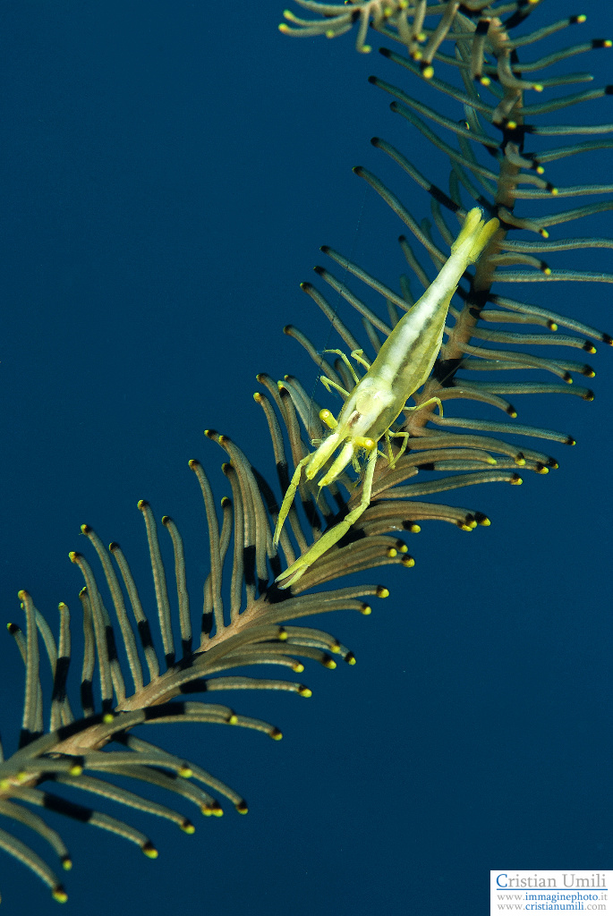 Shrimp on crinoid
