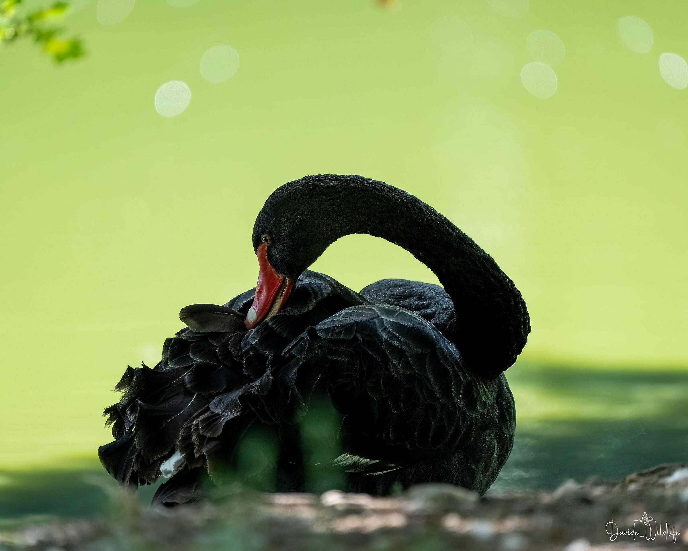black swan