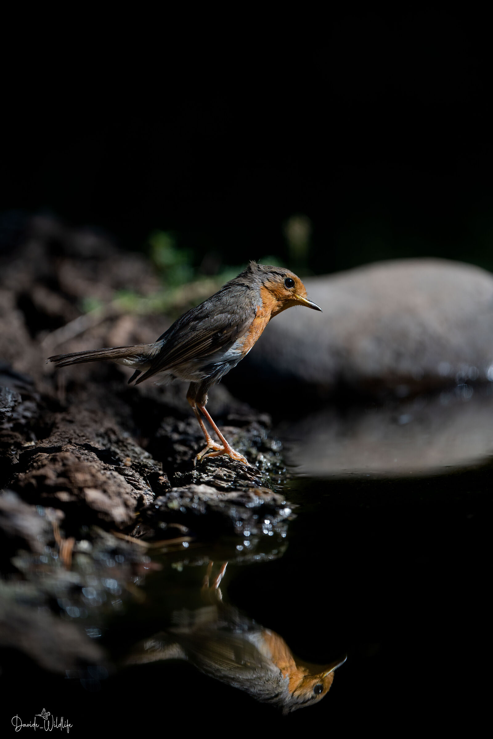 Robin (mirror mirror of my desires)