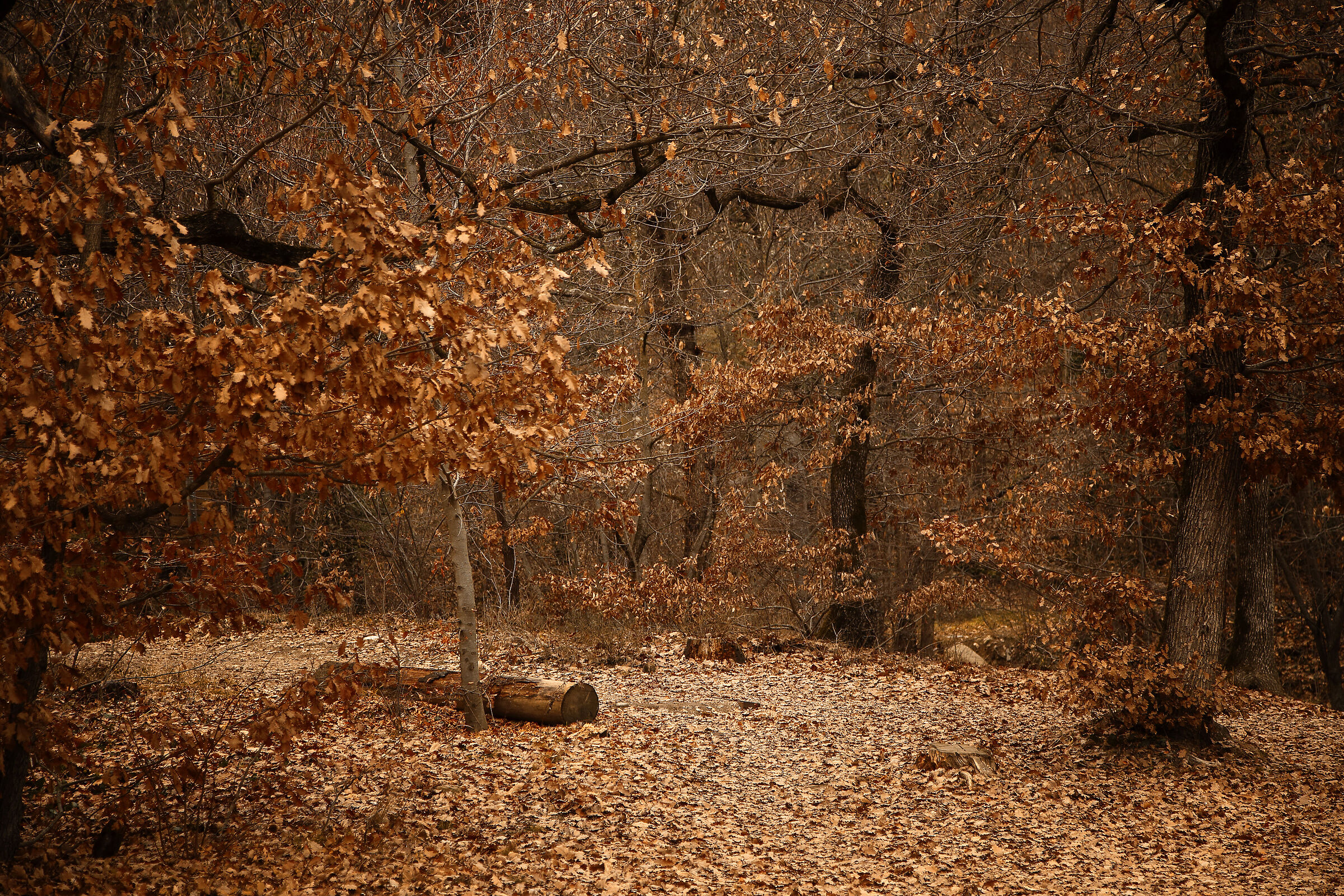 Going through the woods