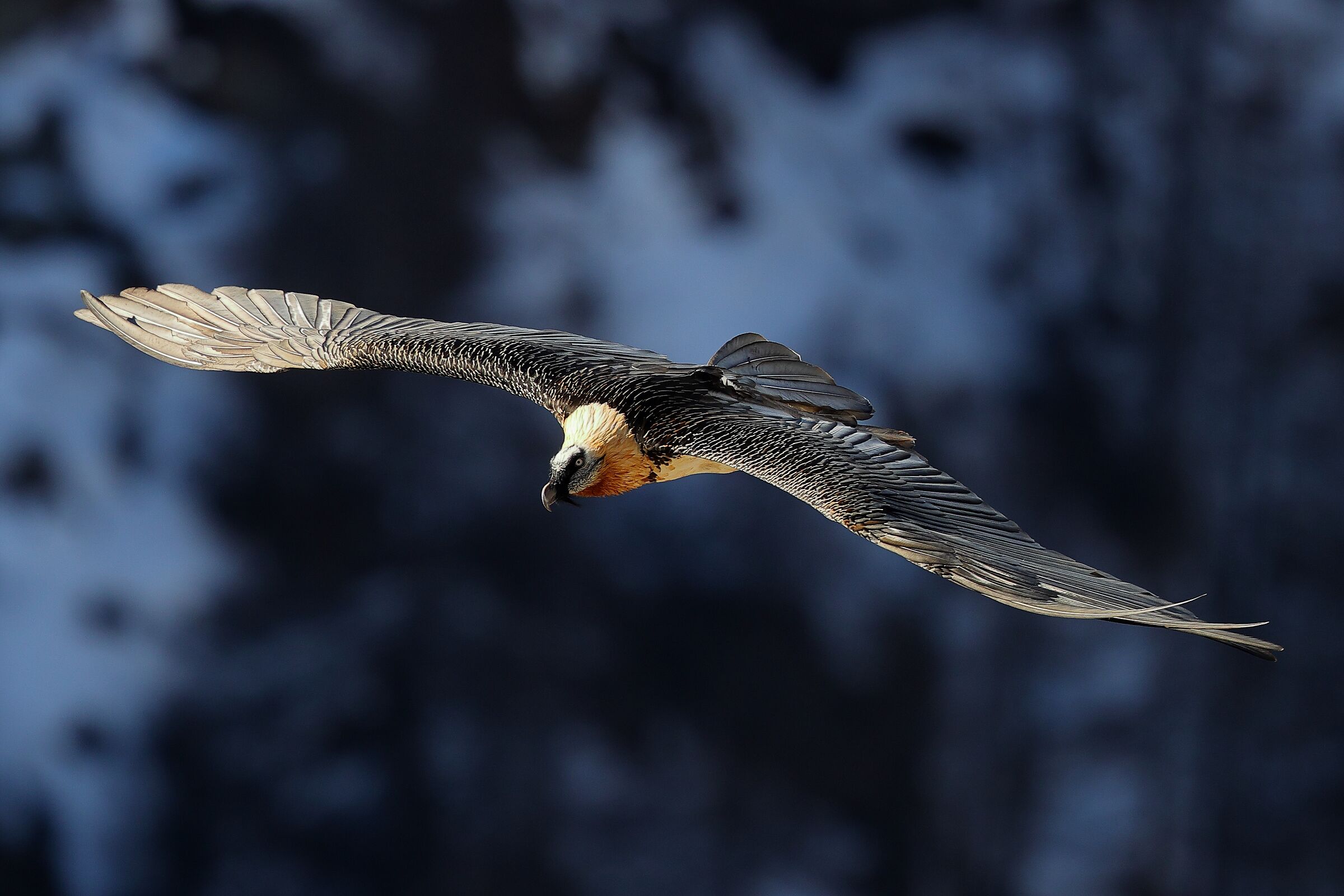 Adult bearded vulture