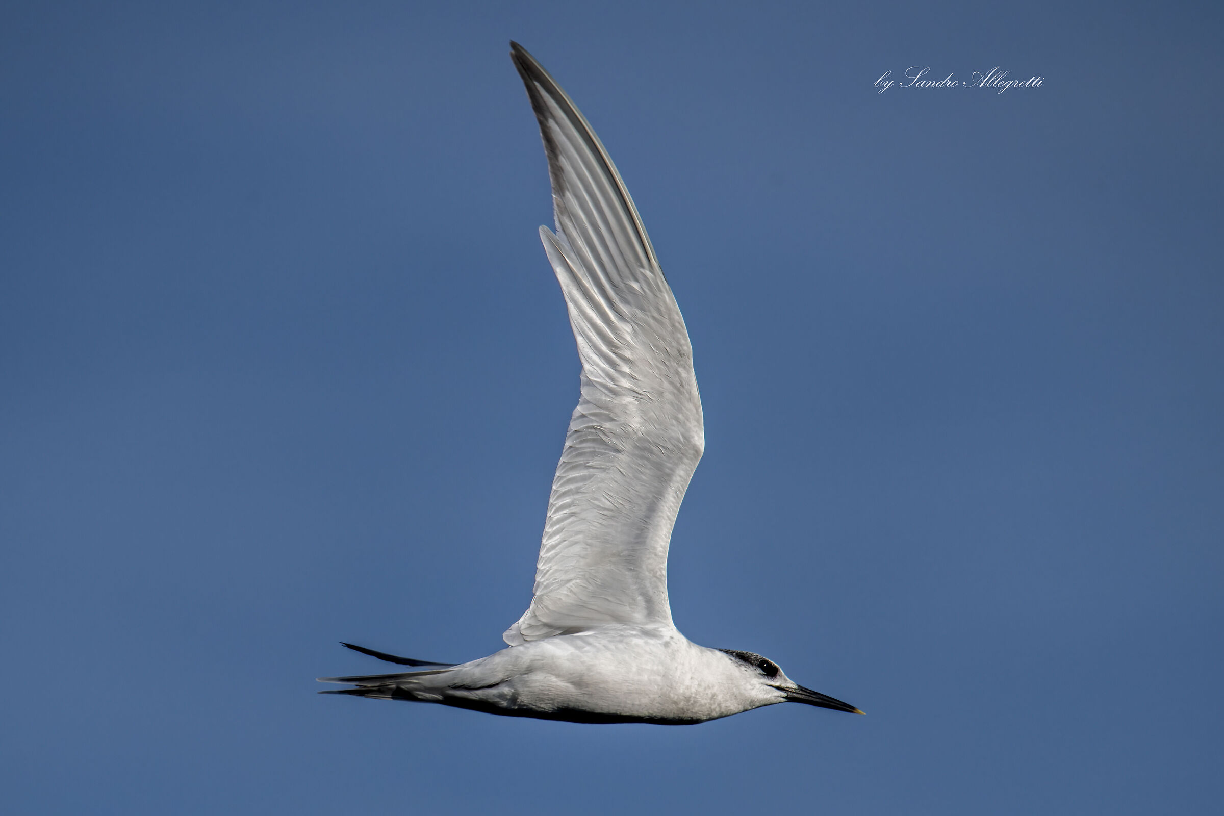 Il beccapesci (Thalasseus sandvicensis)