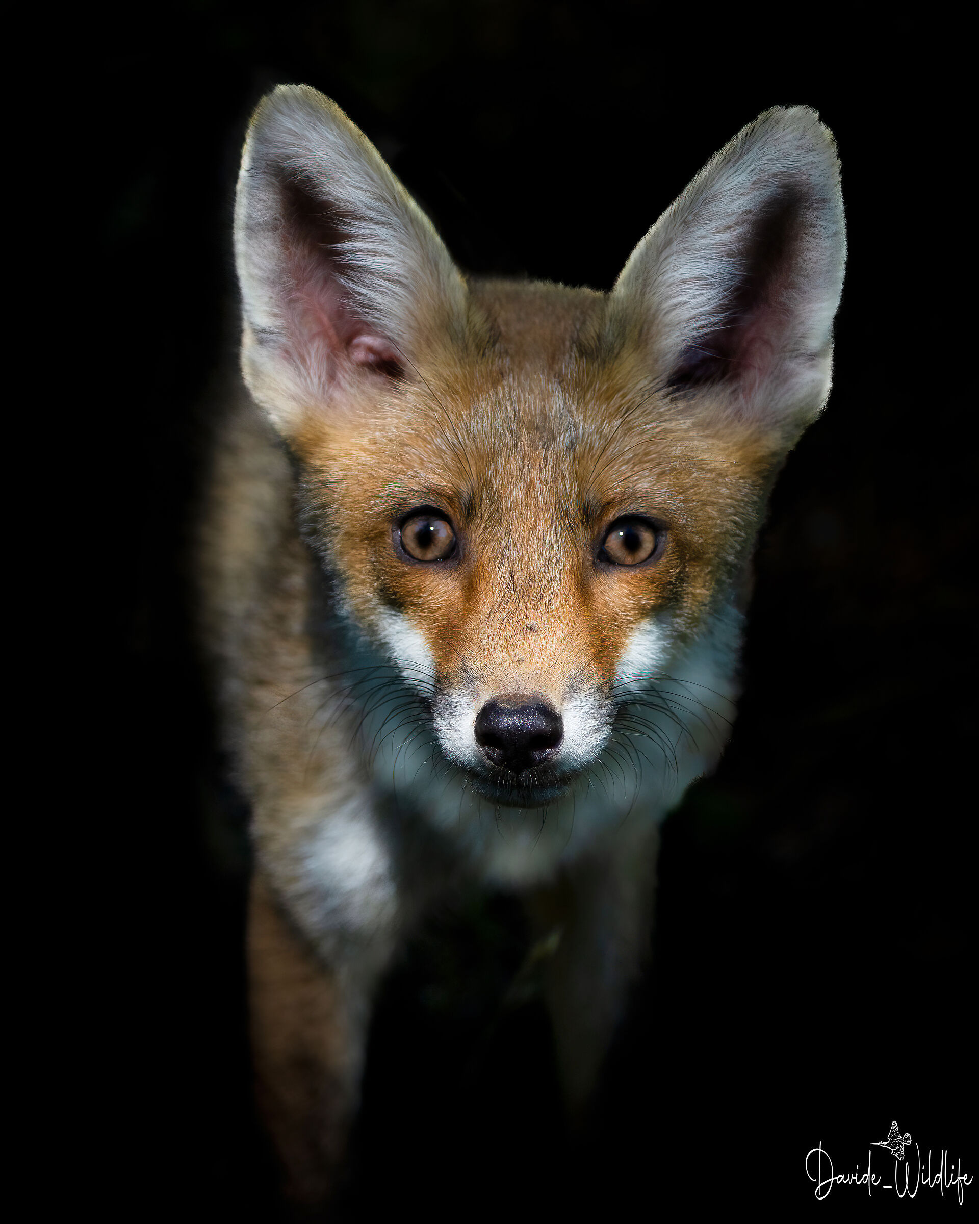 FOX