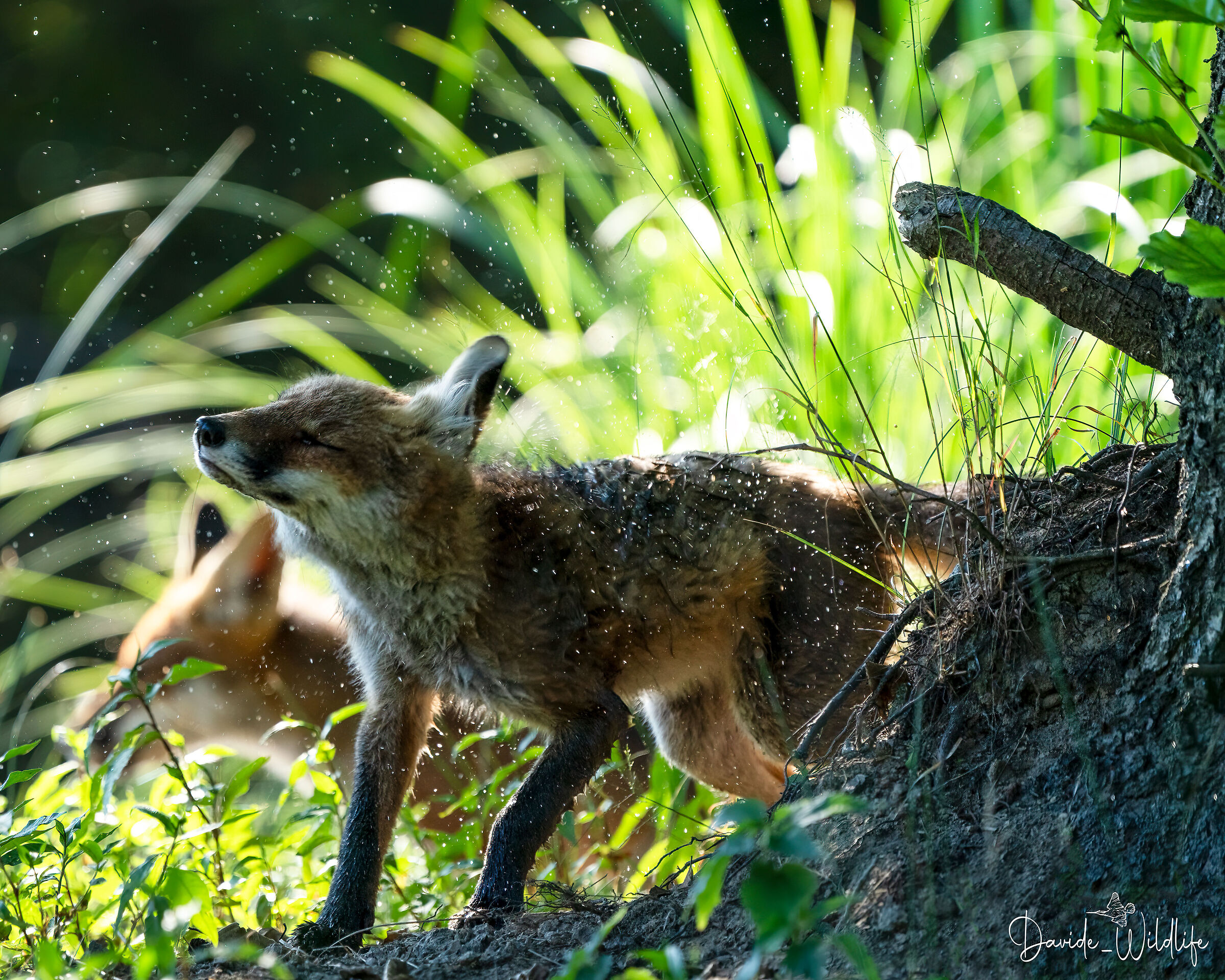 fox washing
