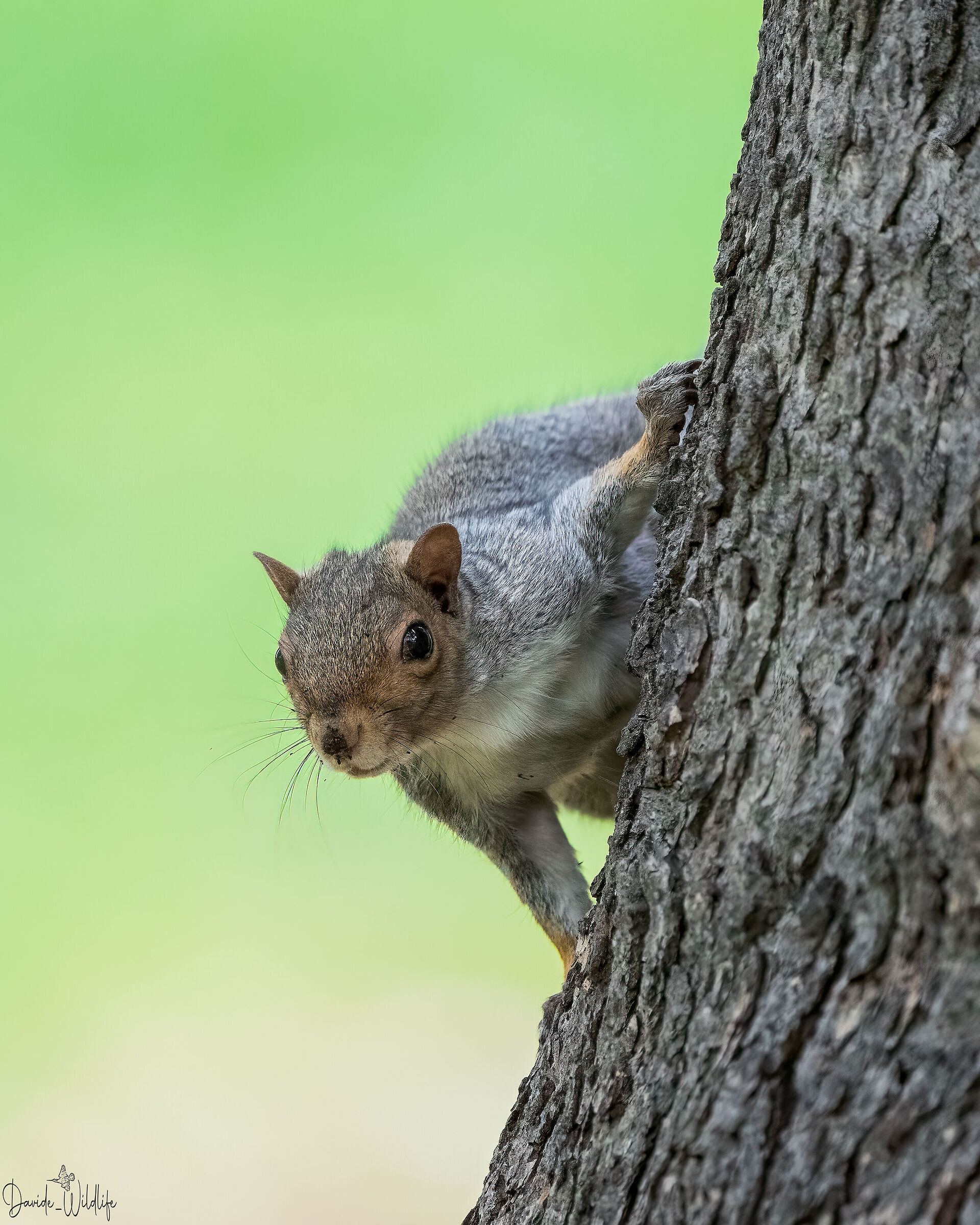 gray squirrel