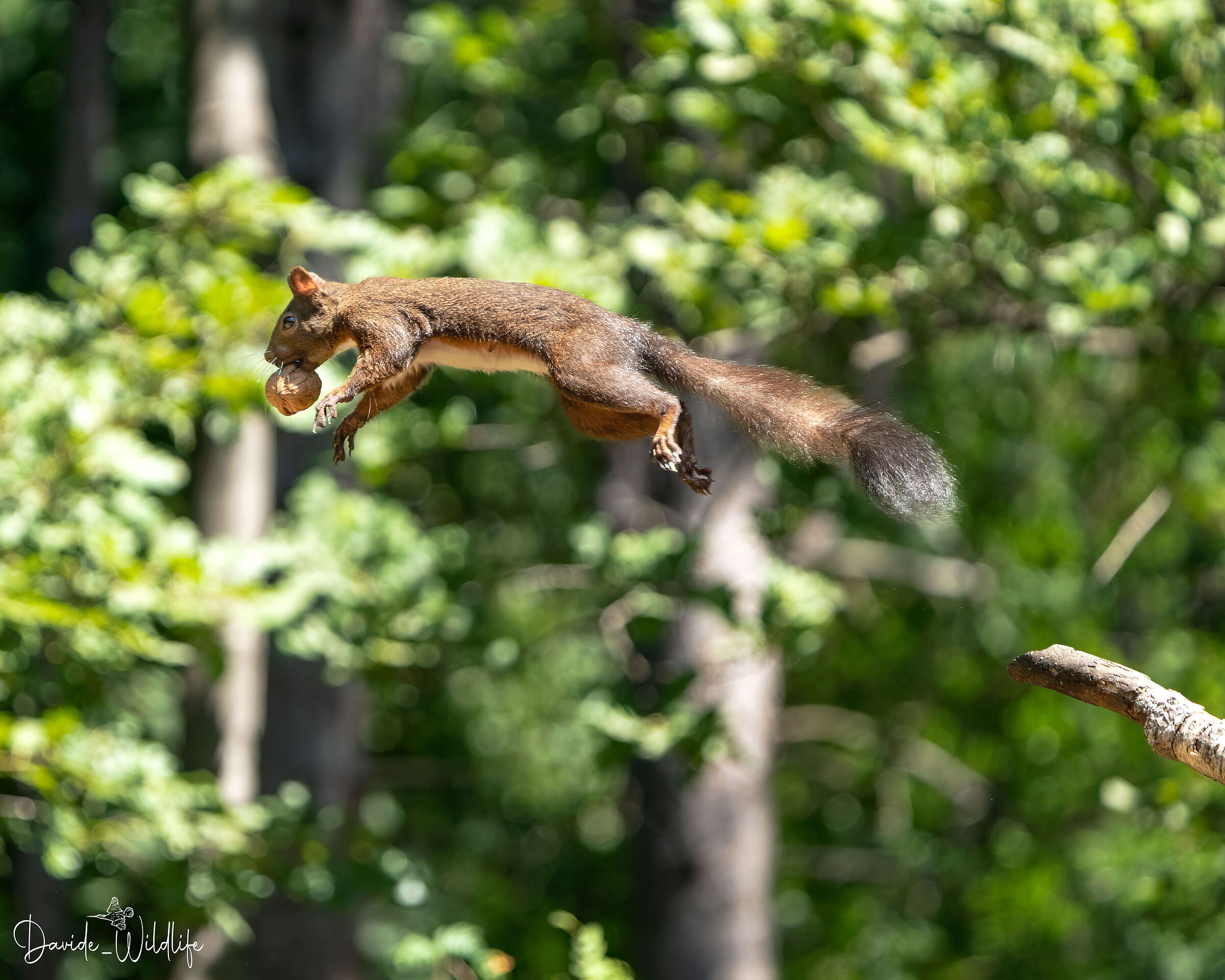 Red squirrel in flight