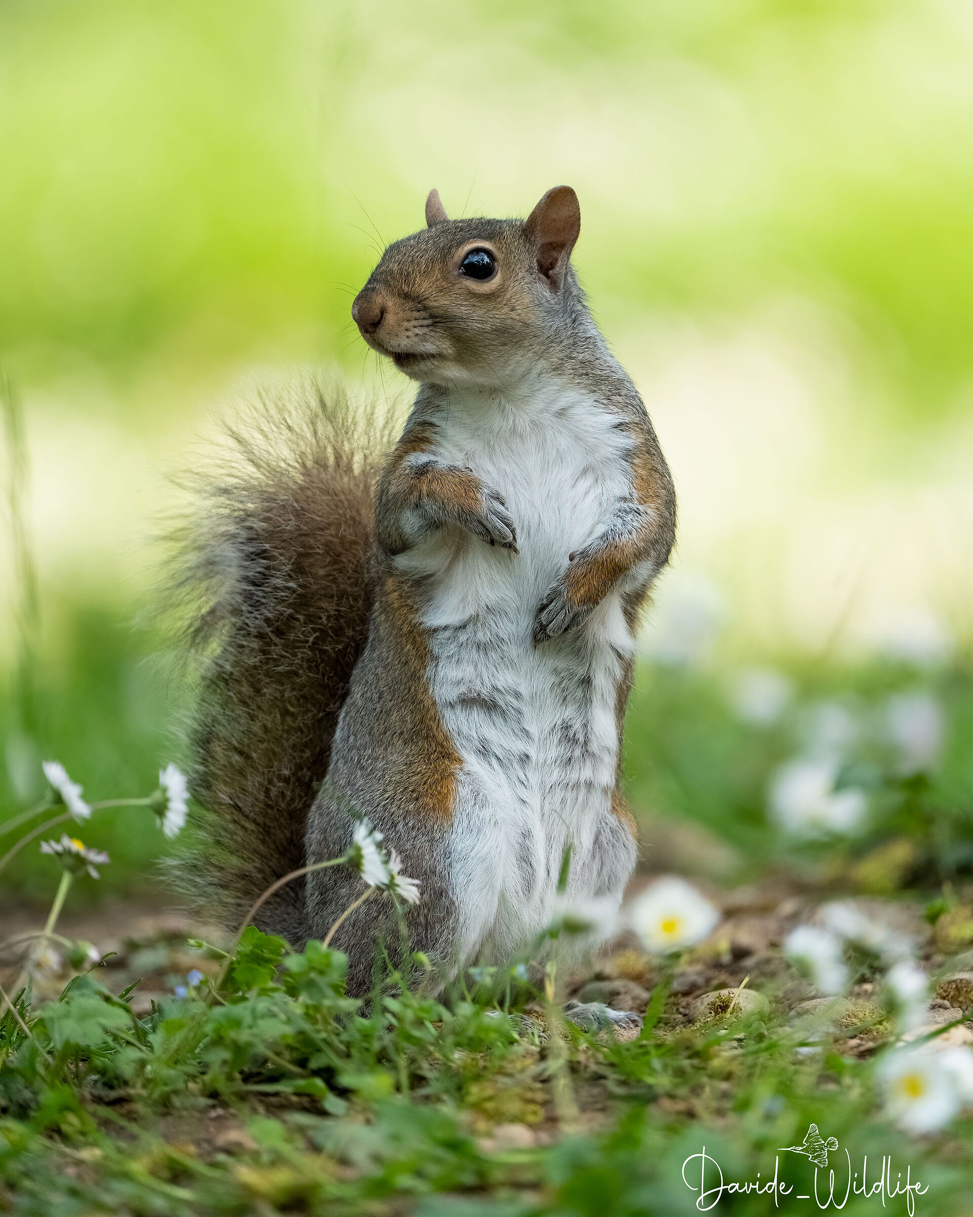 gray squirrel