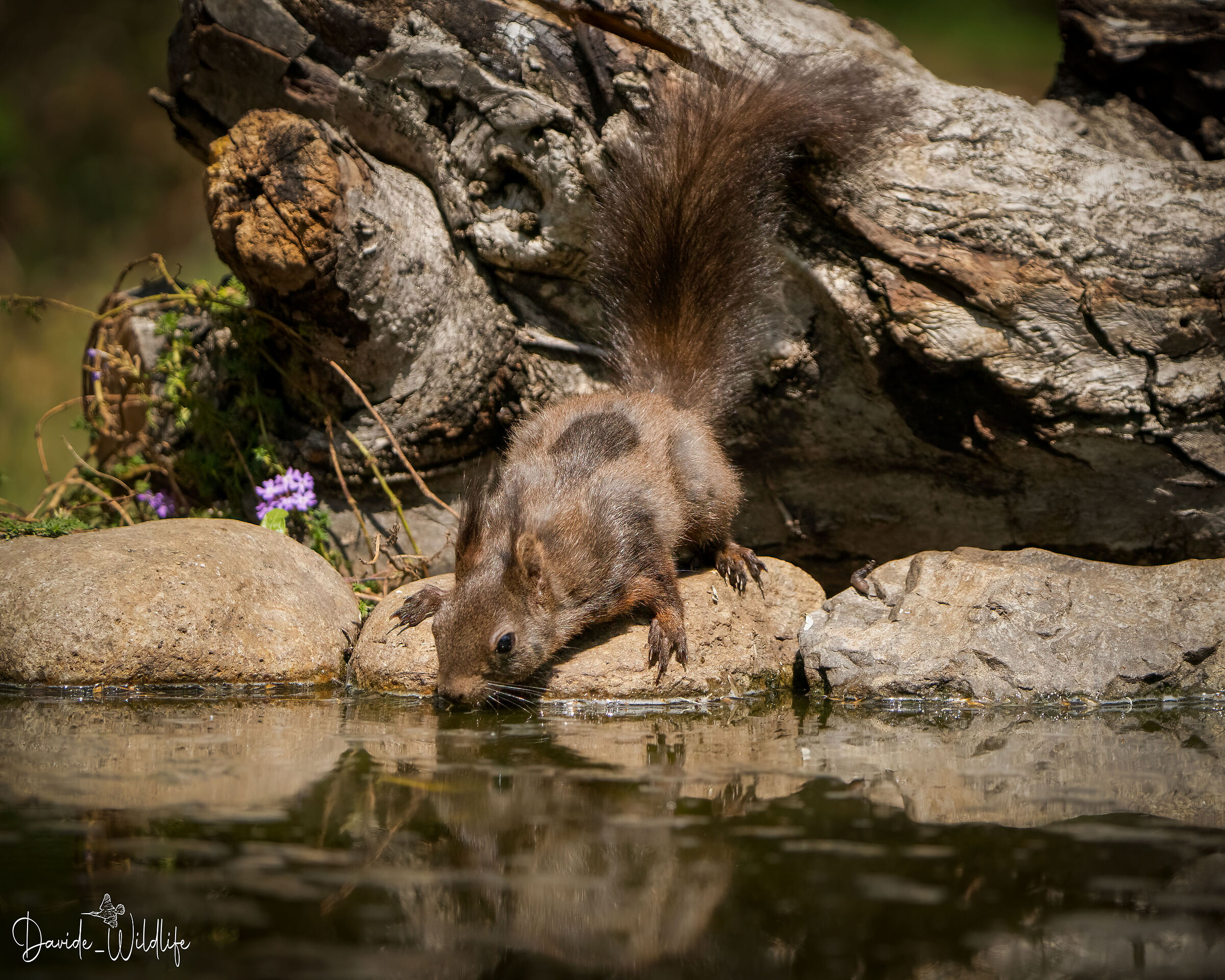 drinking squirrel