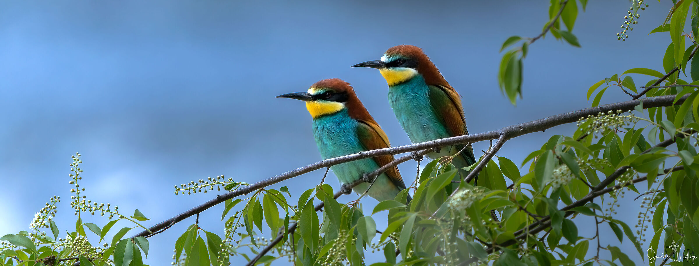 Bee-eaters
