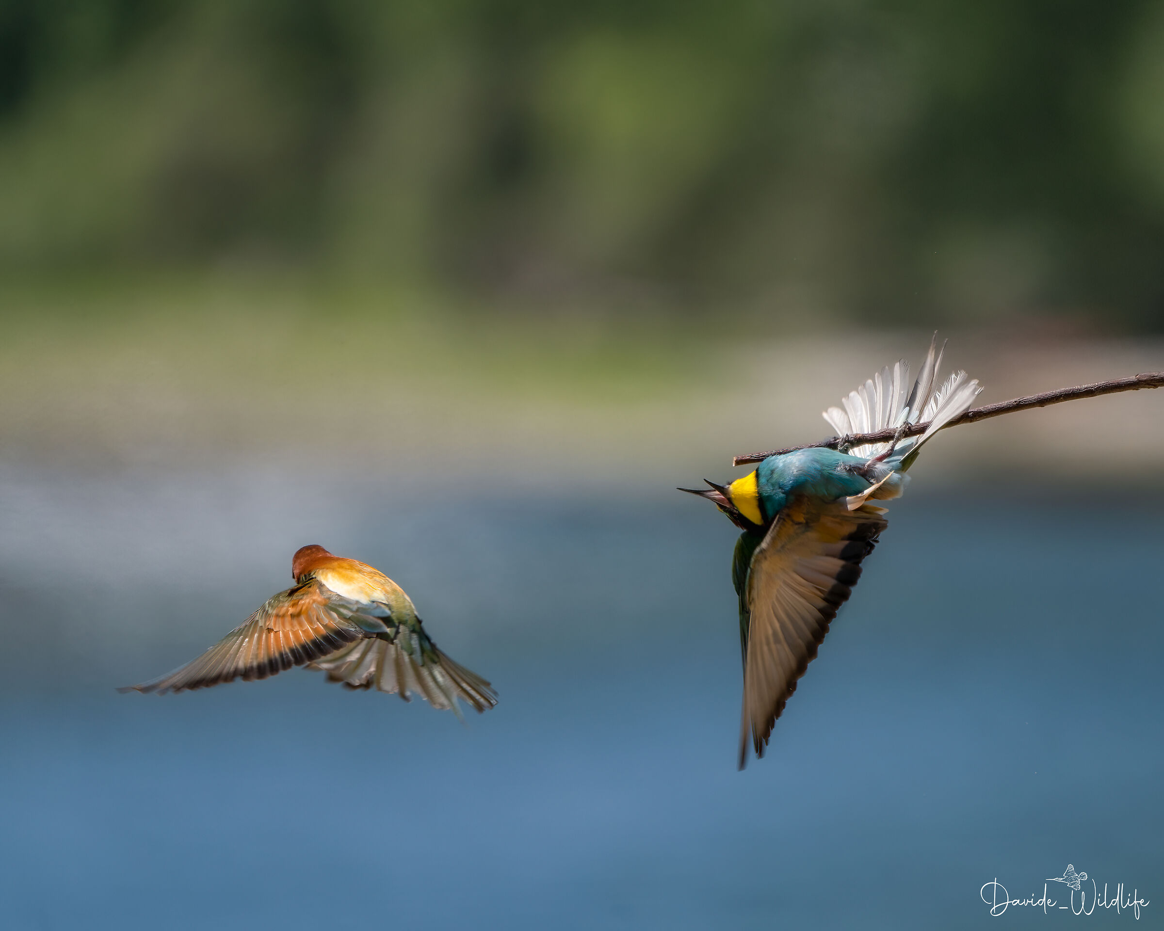 Bee-eaters