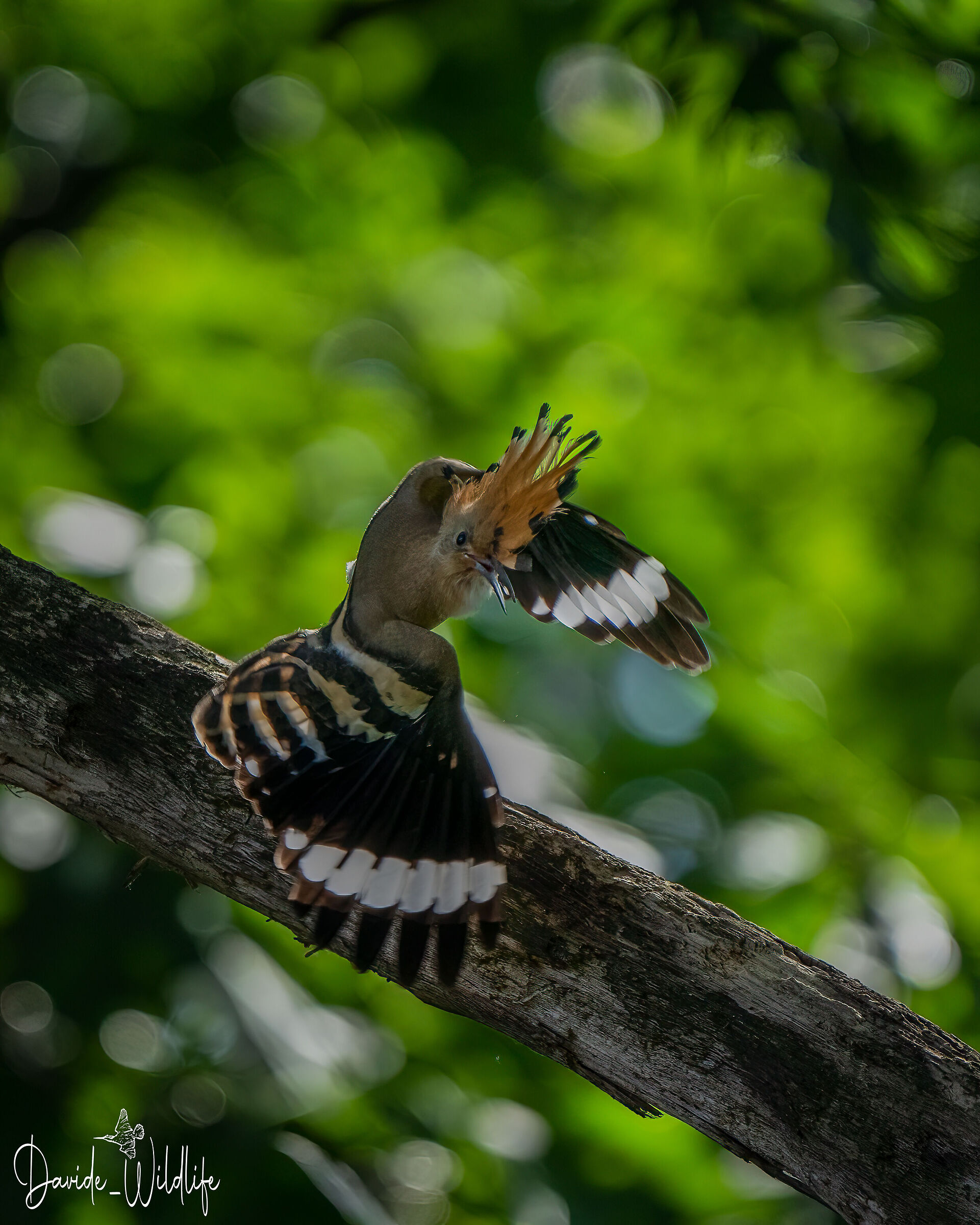 hoopoe