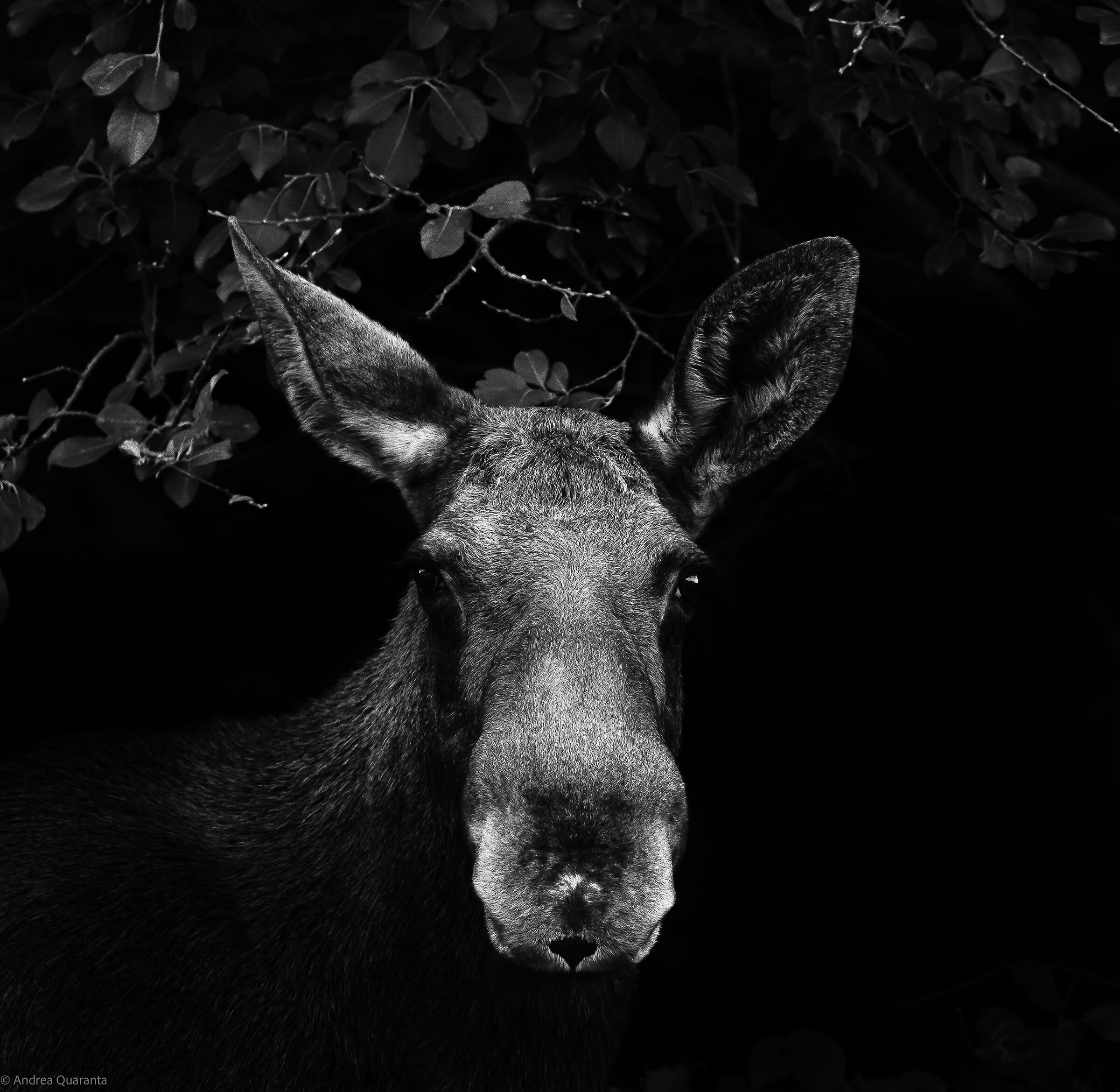 Black and white experiments