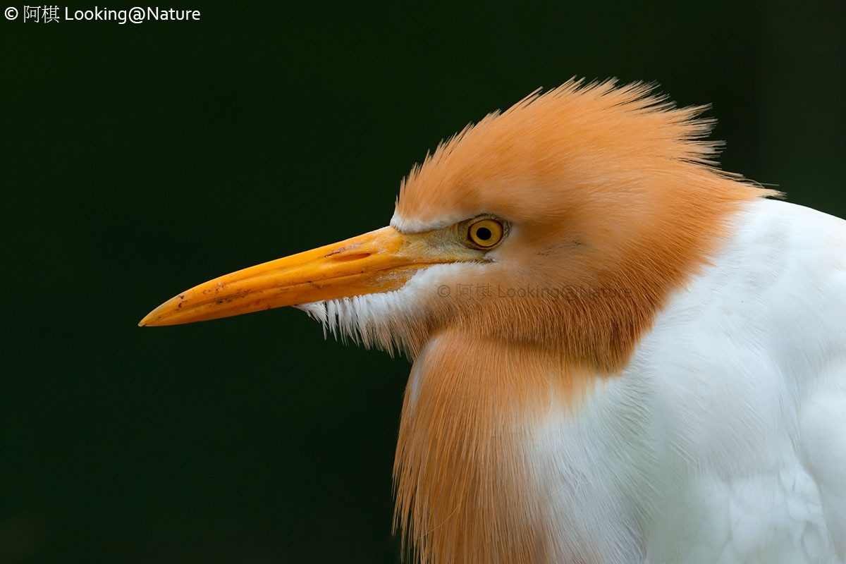 Cattle Egret
