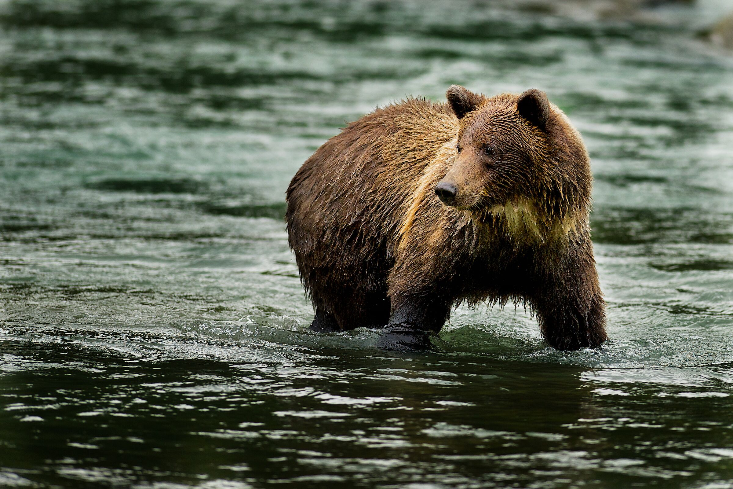 Grizzly fishing