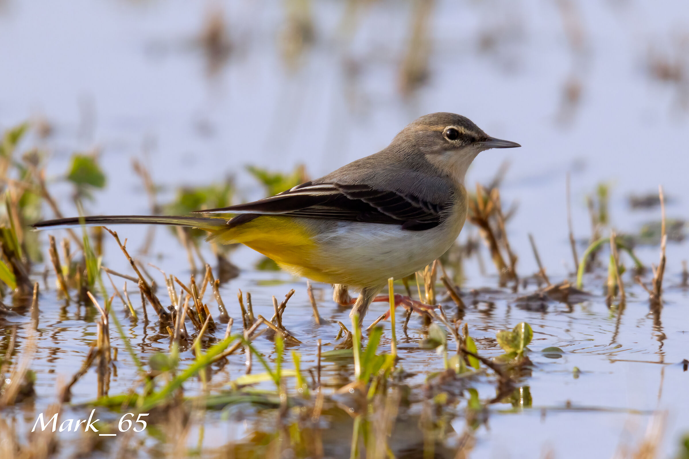 grey wagtail