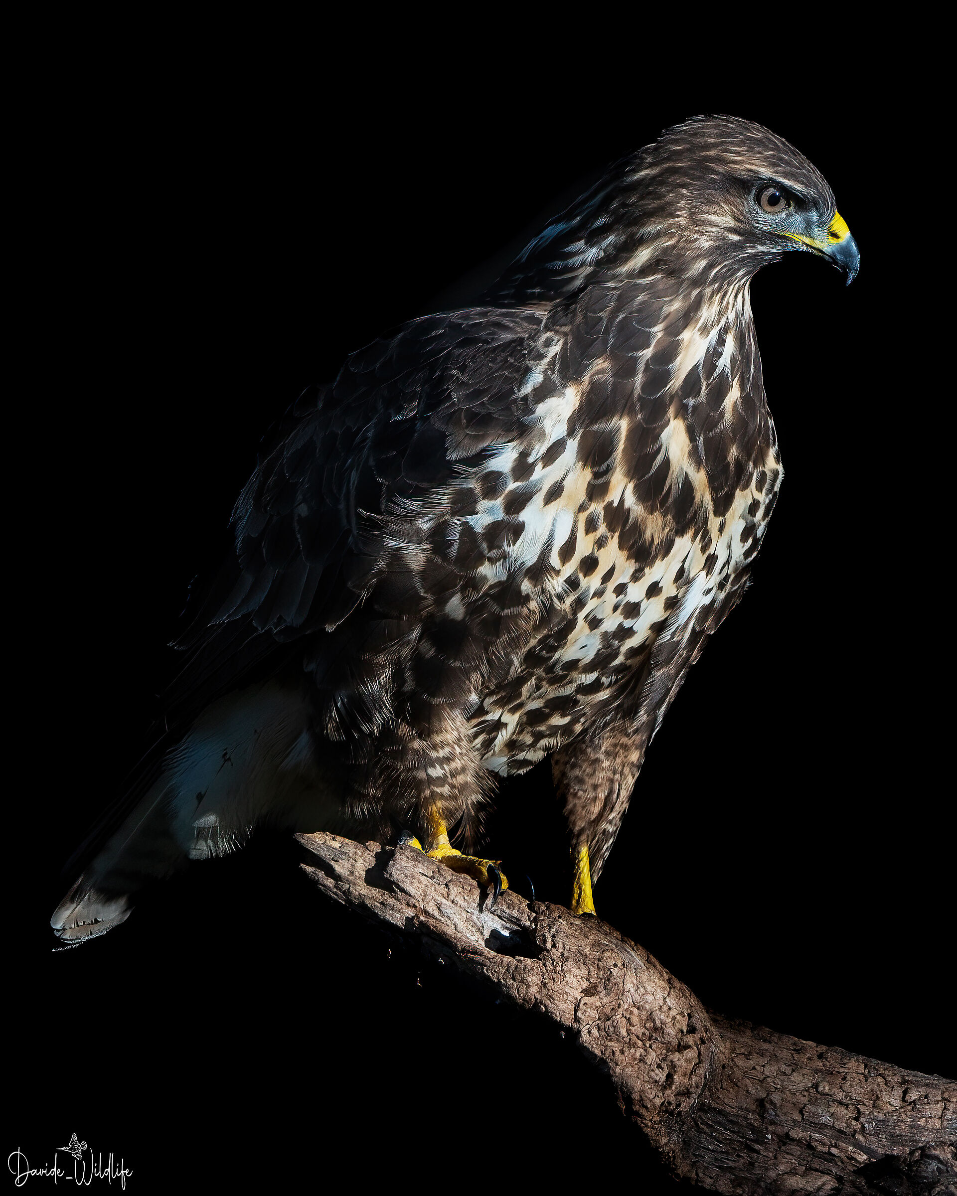 buzzard