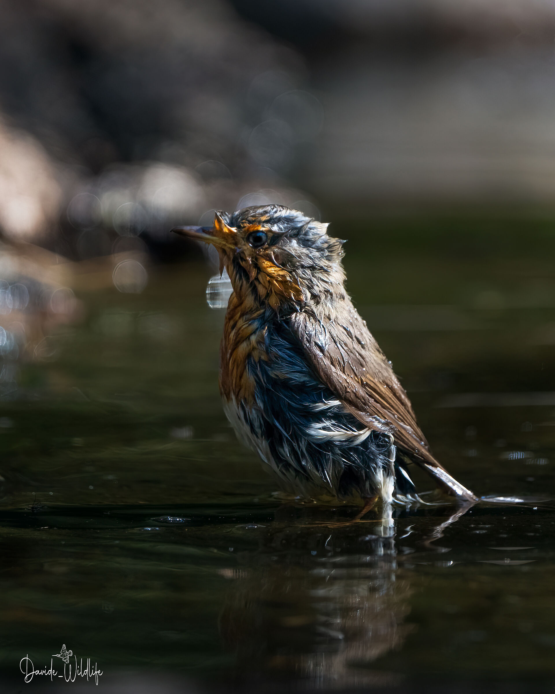 Robin (mirror mirror of my desires)