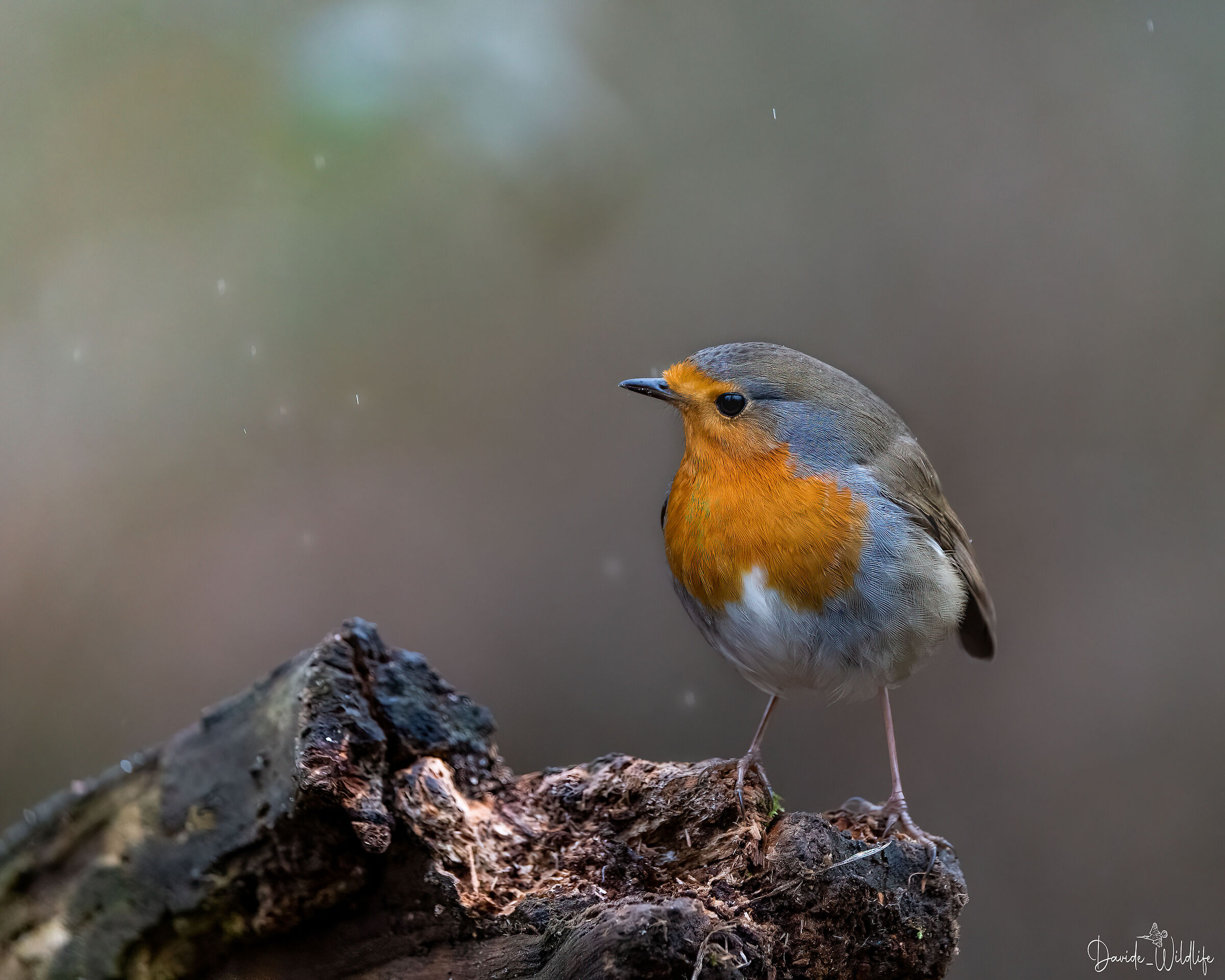 Robin in the rain