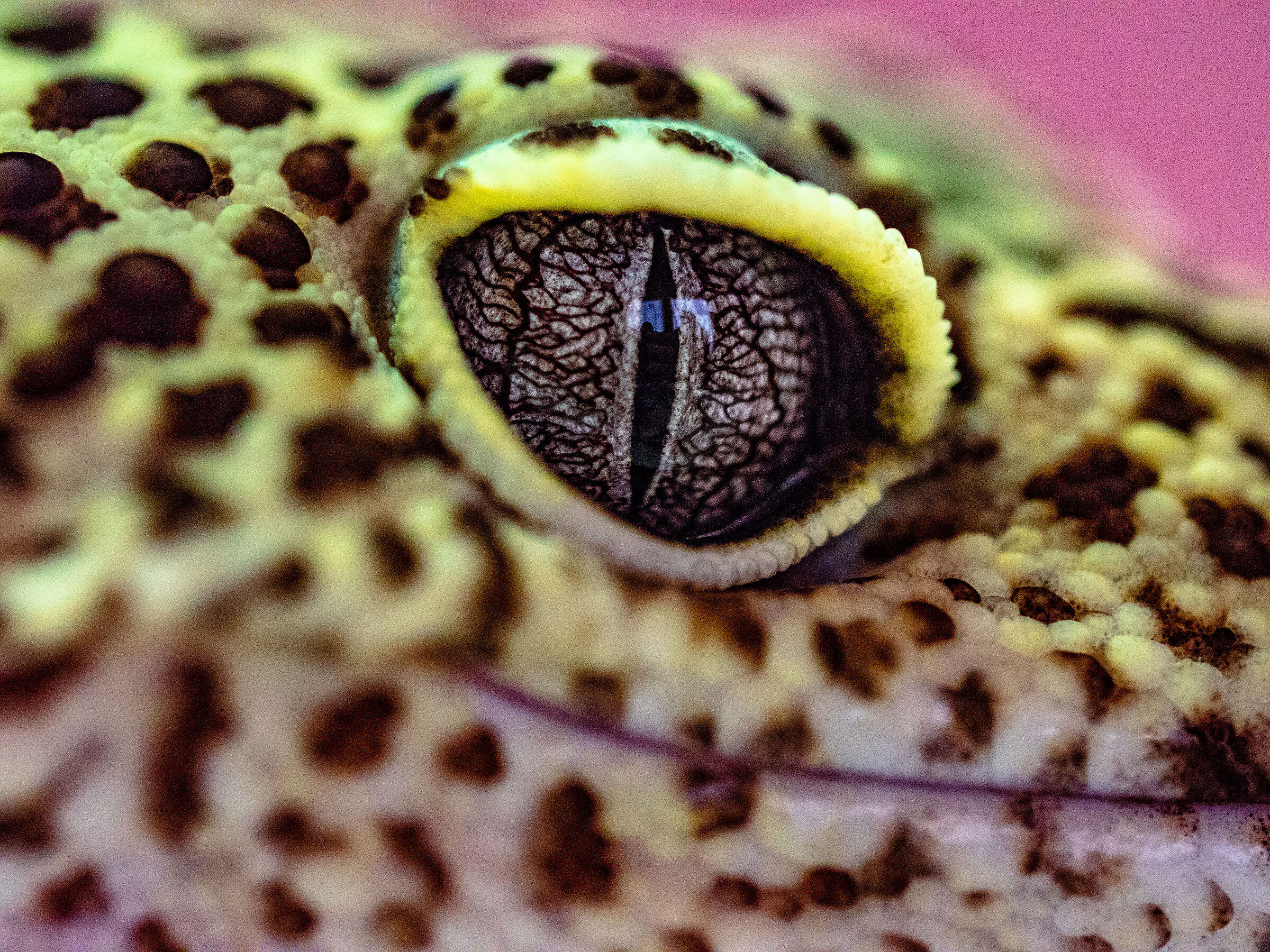 Occhio di Gecko Leopardo