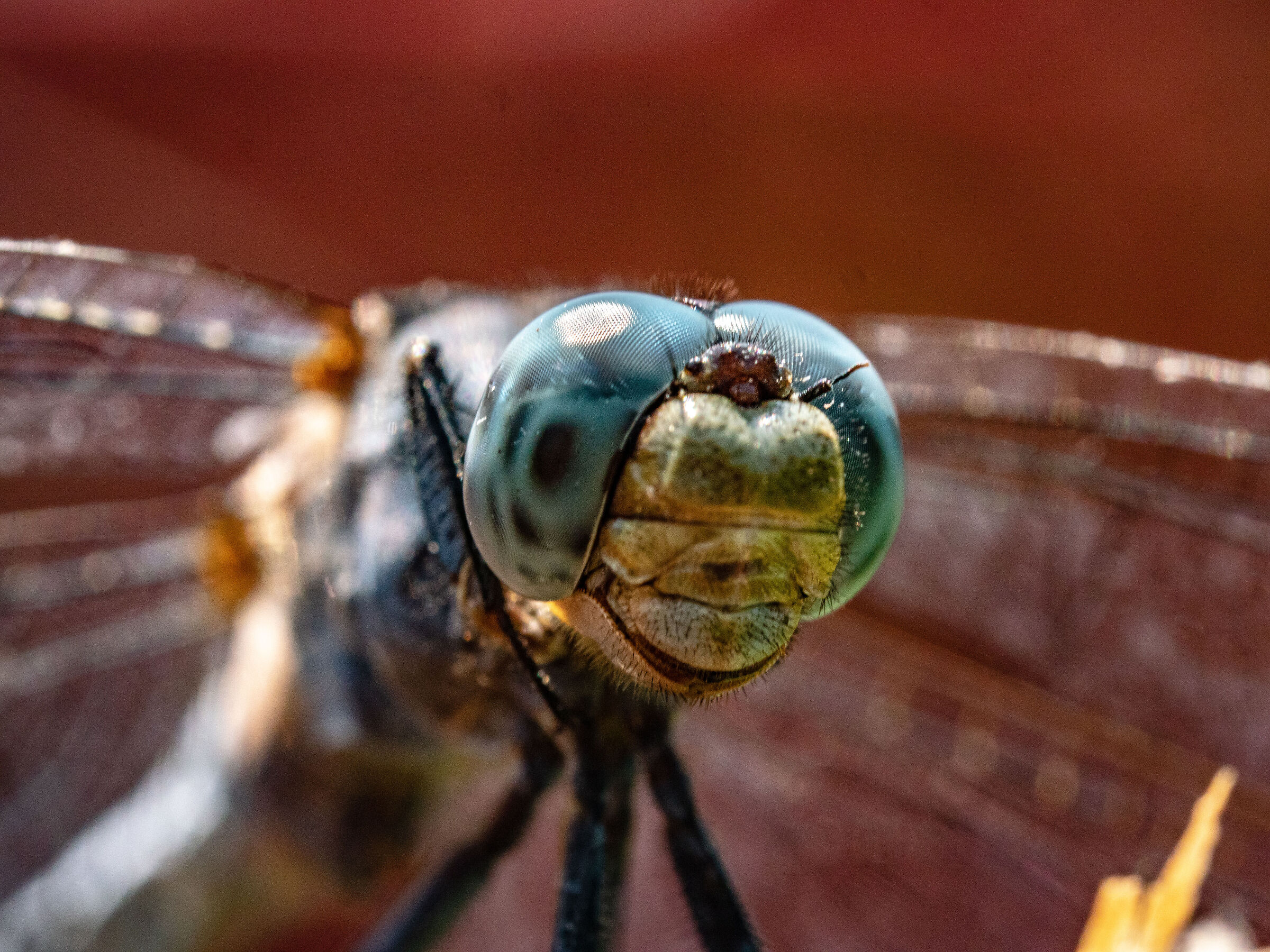 Libellula