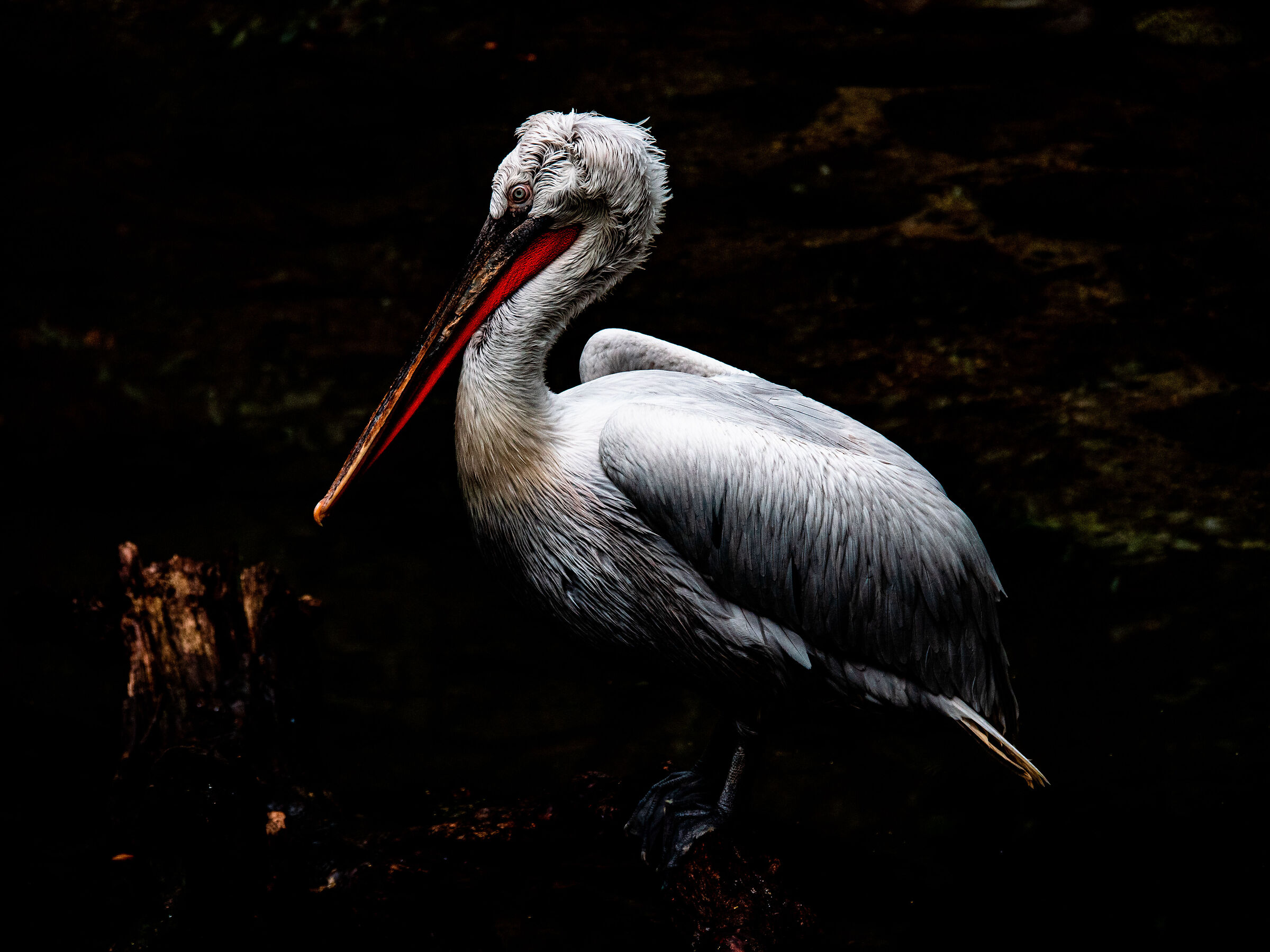 Pellicano
