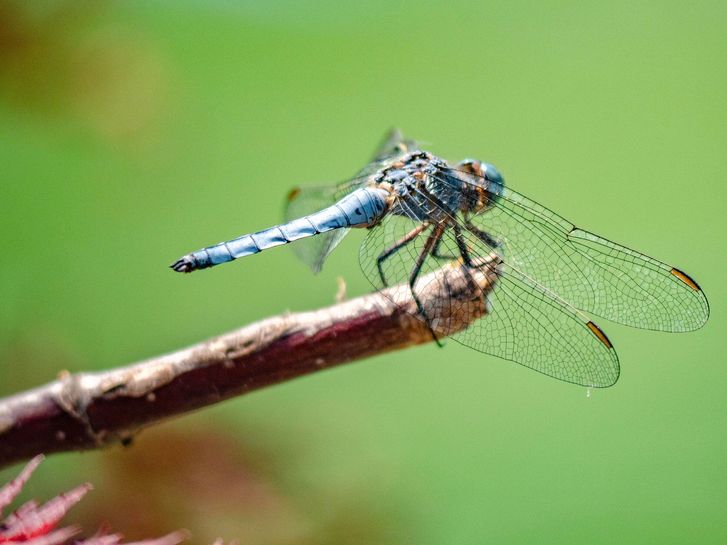 Libellula