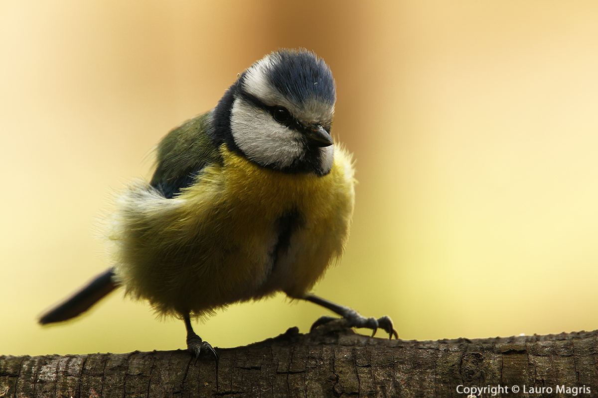 Primo piano in controluce