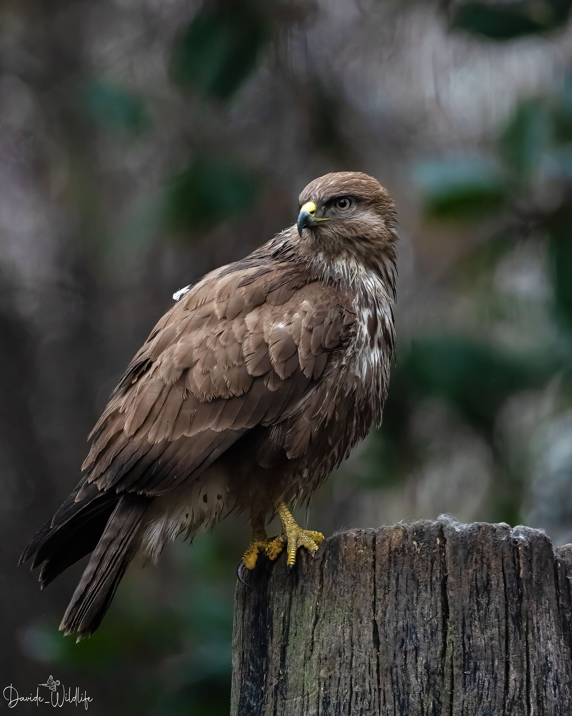 buzzard