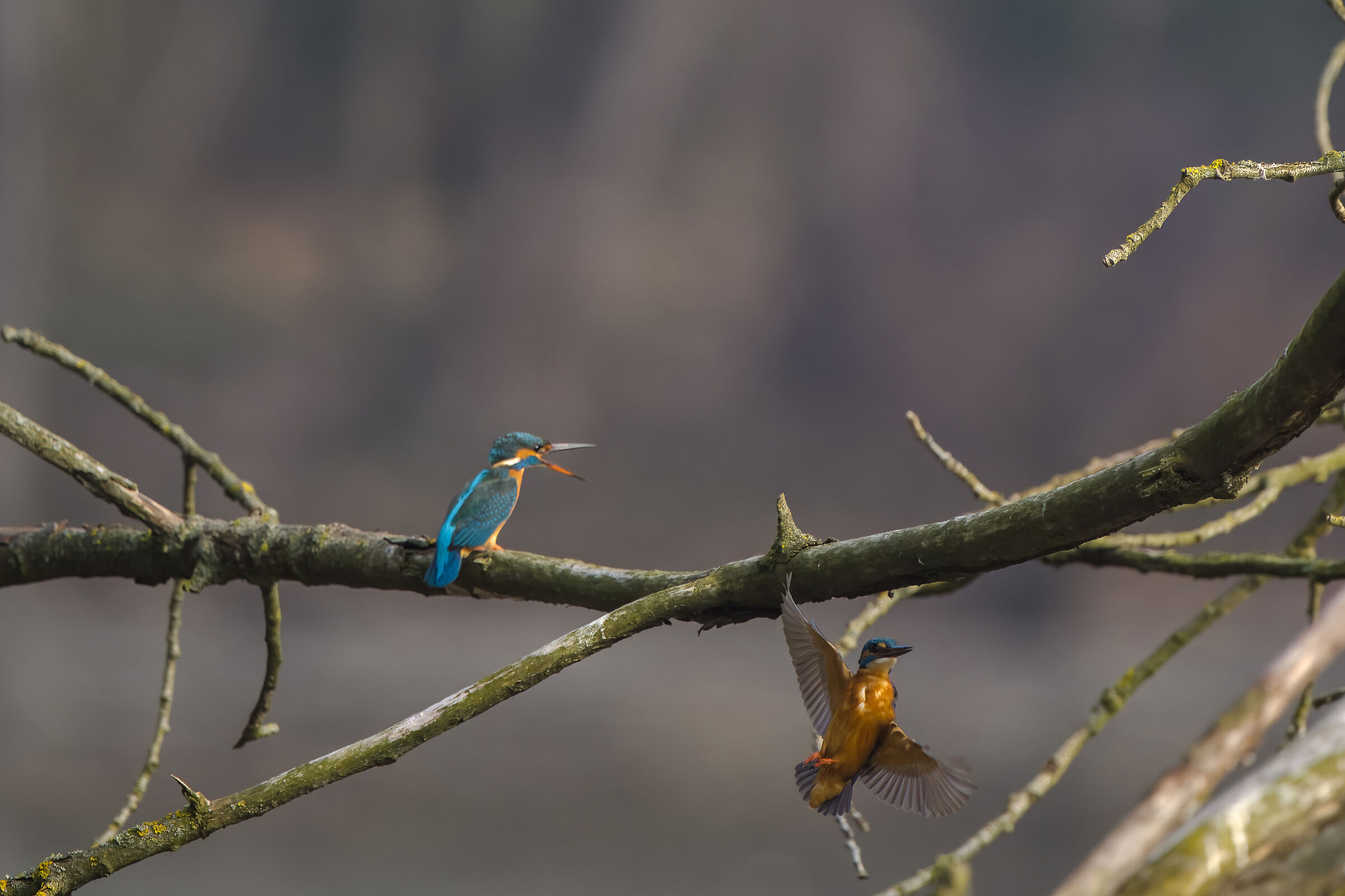Kingfisher