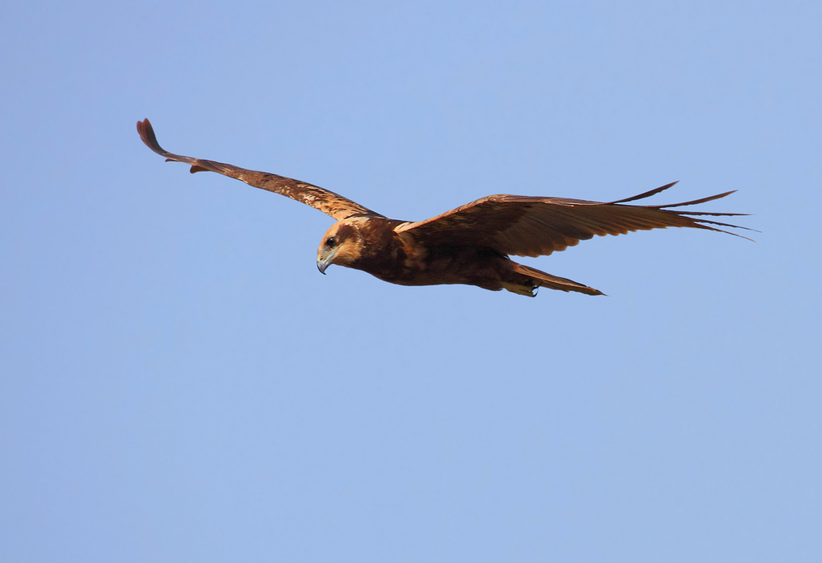 marsh harrier