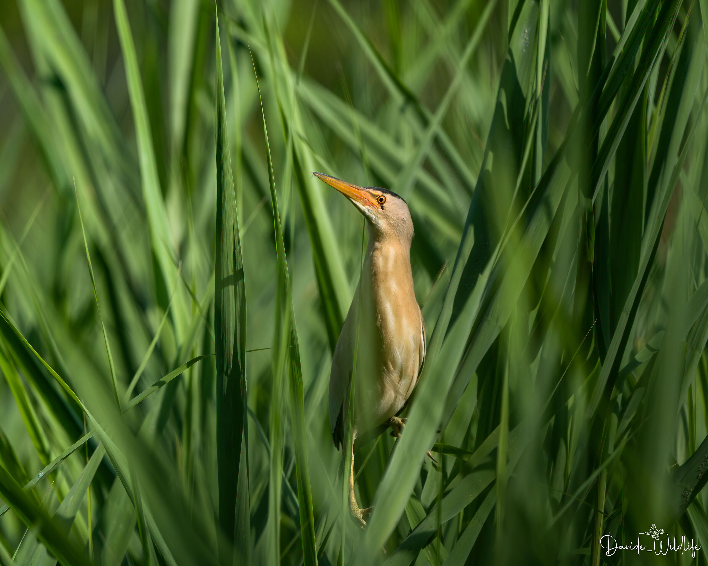 little bittern