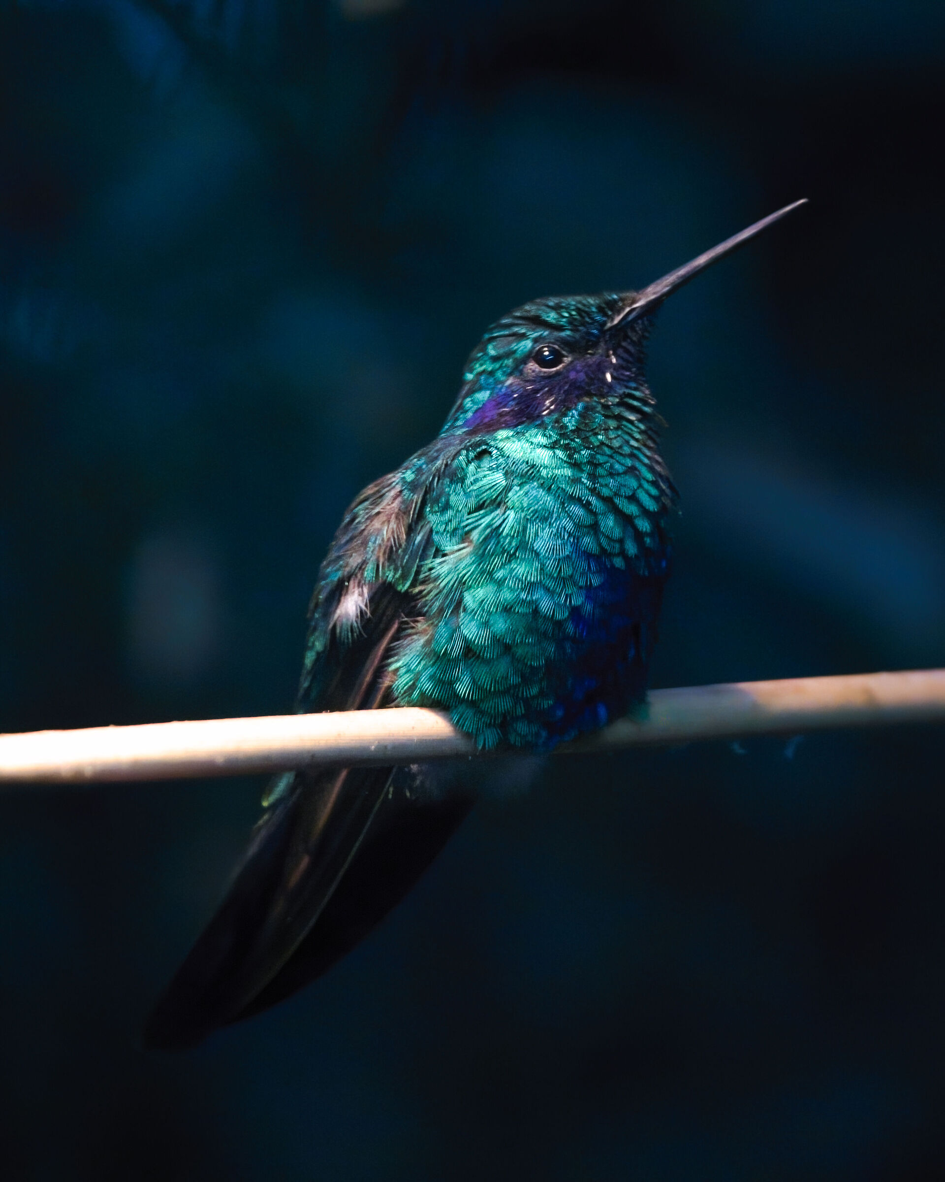 hummingbird
