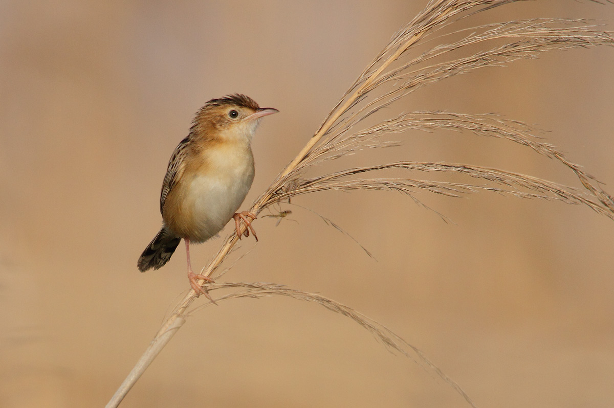 Zitting Cisticola