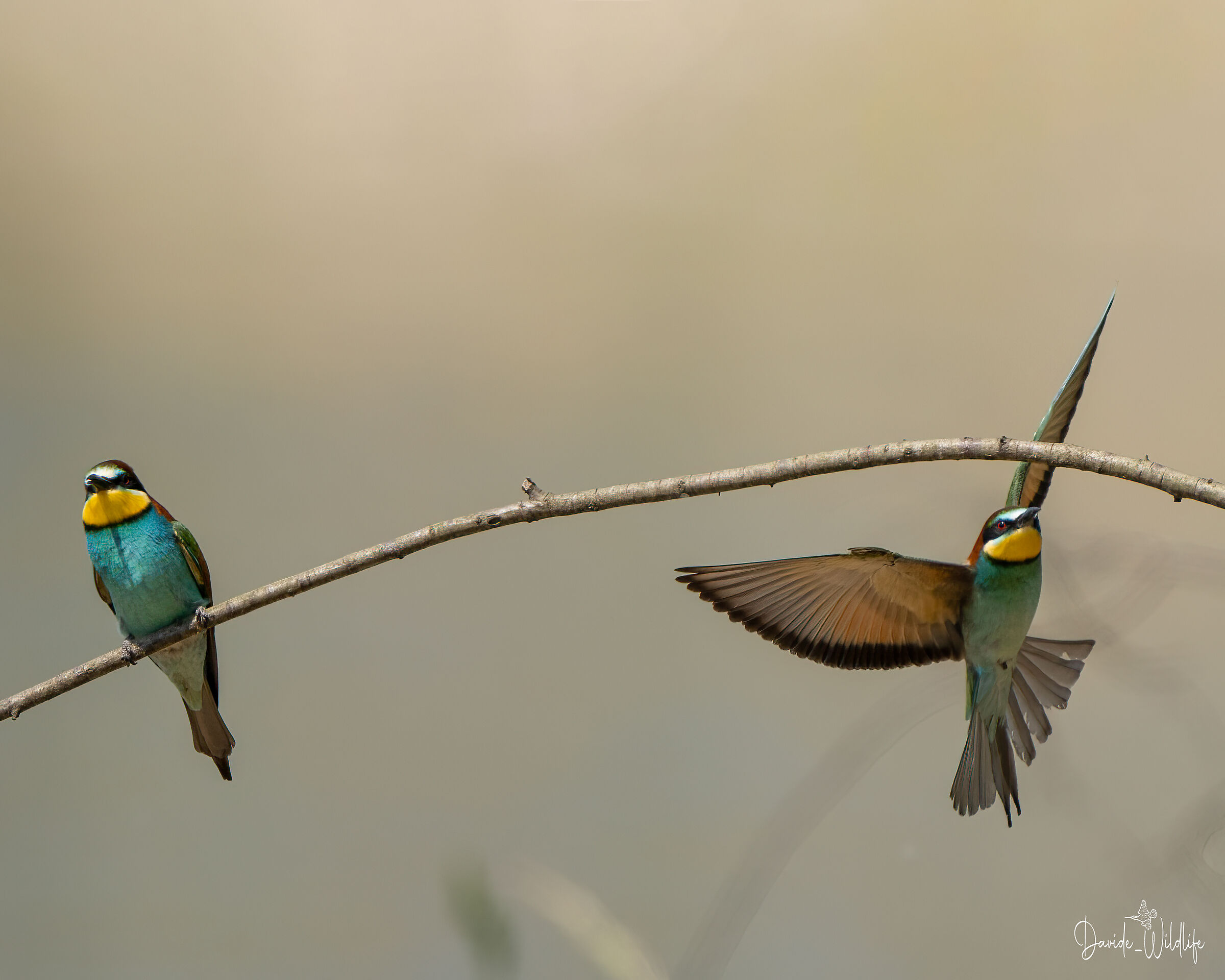 Bee-eaters